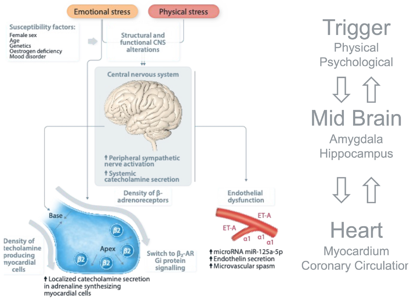 Cardiovascmed 26 00001 g002