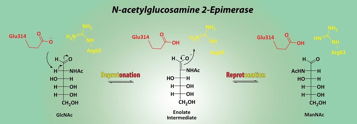 Catalysts Free Full Text N Acetylglucosamine 2 Epimerase From Pedobacter Heparinus First Experimental Evidence Of A Deprotonation Reprotonation Mechanism Html