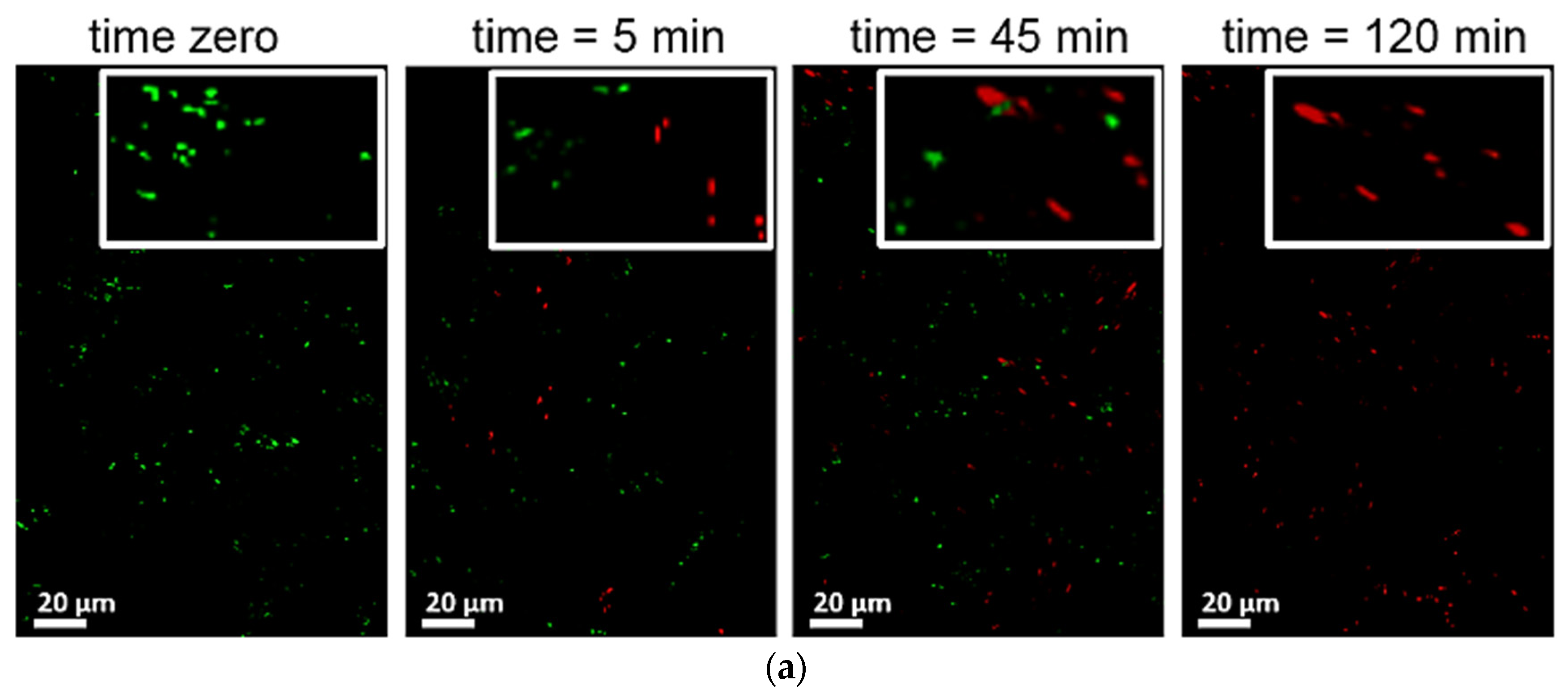 Catalysts 07 00057 g005a