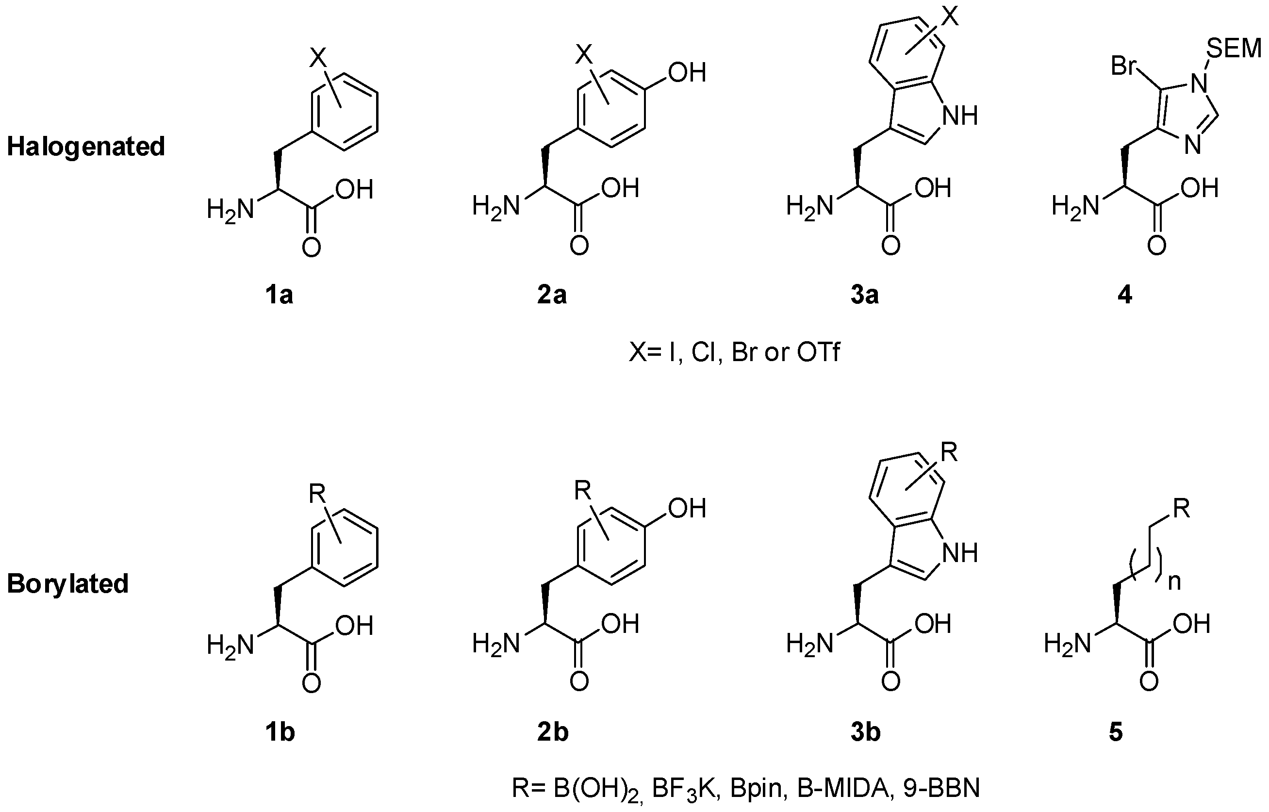 Catalysts Free Full Text The Suzuki Miyaura Cross Coupling As A Versatile Tool For Peptide Diversification And Cyclization Html