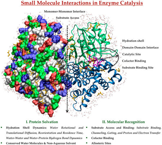 A hierarchy of timescales in protein dynamics is linked to enzyme catalysis