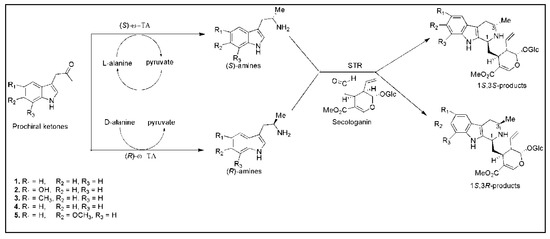 Recent Advances in ω-Transaminase-Mediated Biocatalysis for
