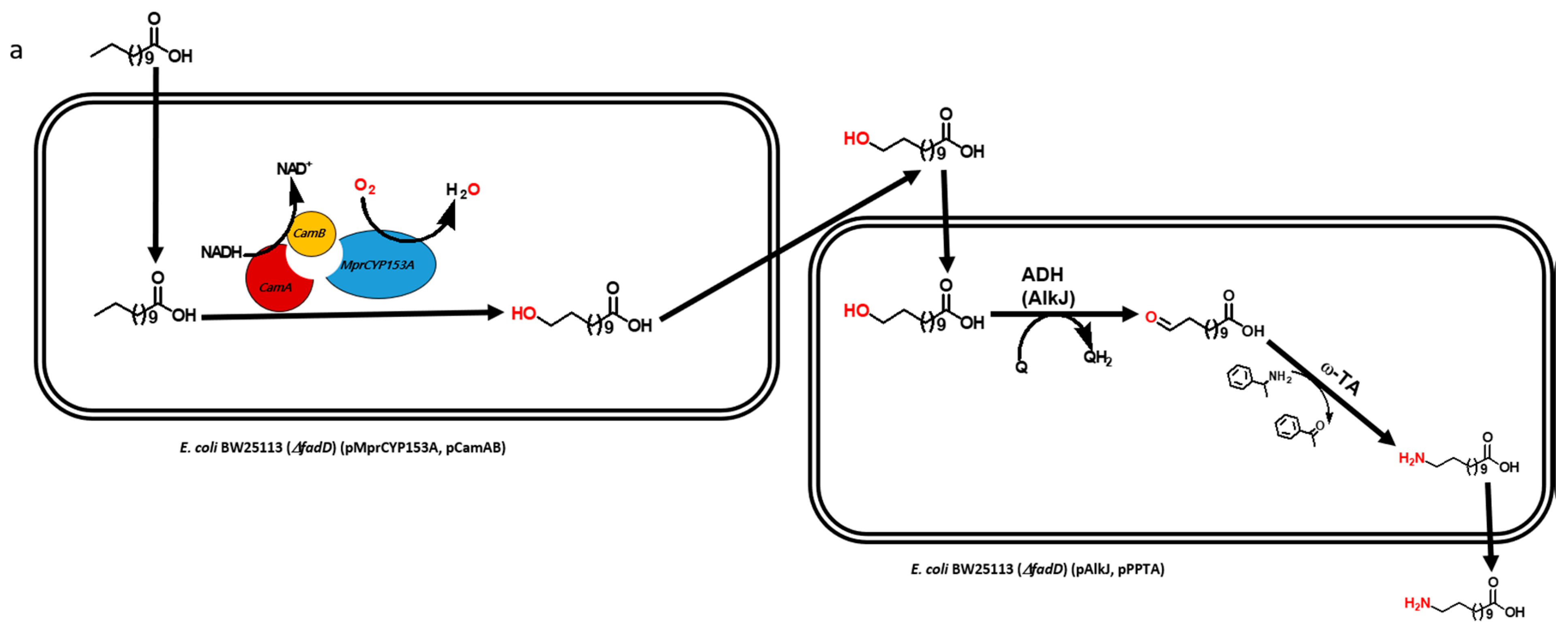 Catalysts 08 00400 g001a