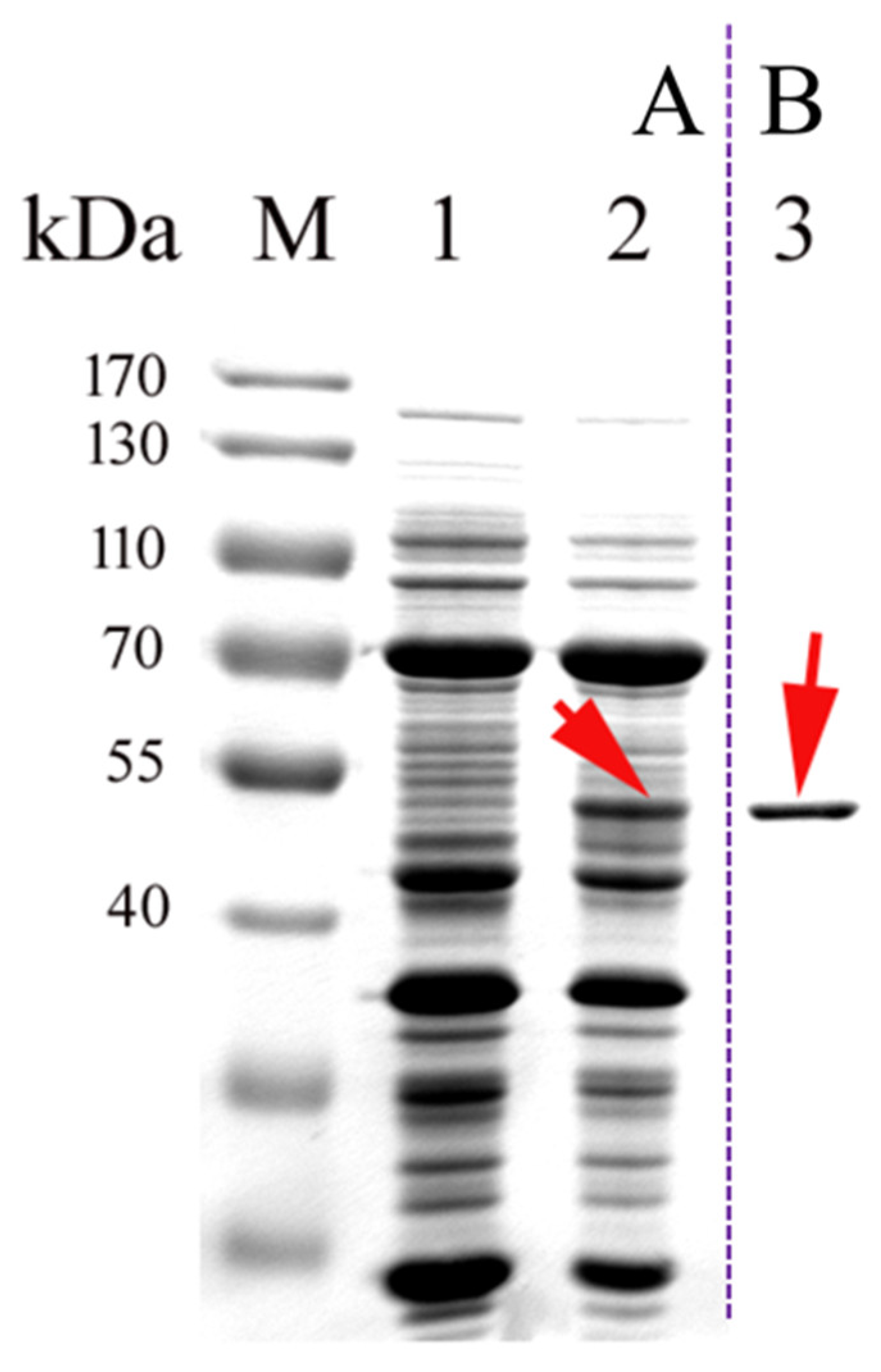 Catalysts 08 00416 g002