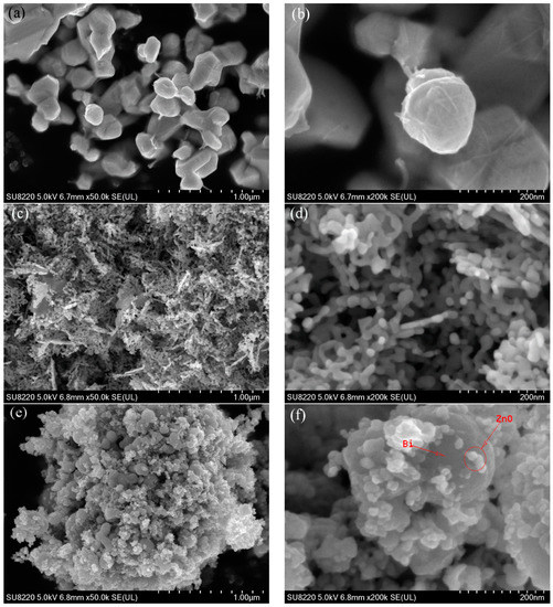 flowers！ Morphological specialization of heterantherous Rhynchanthera