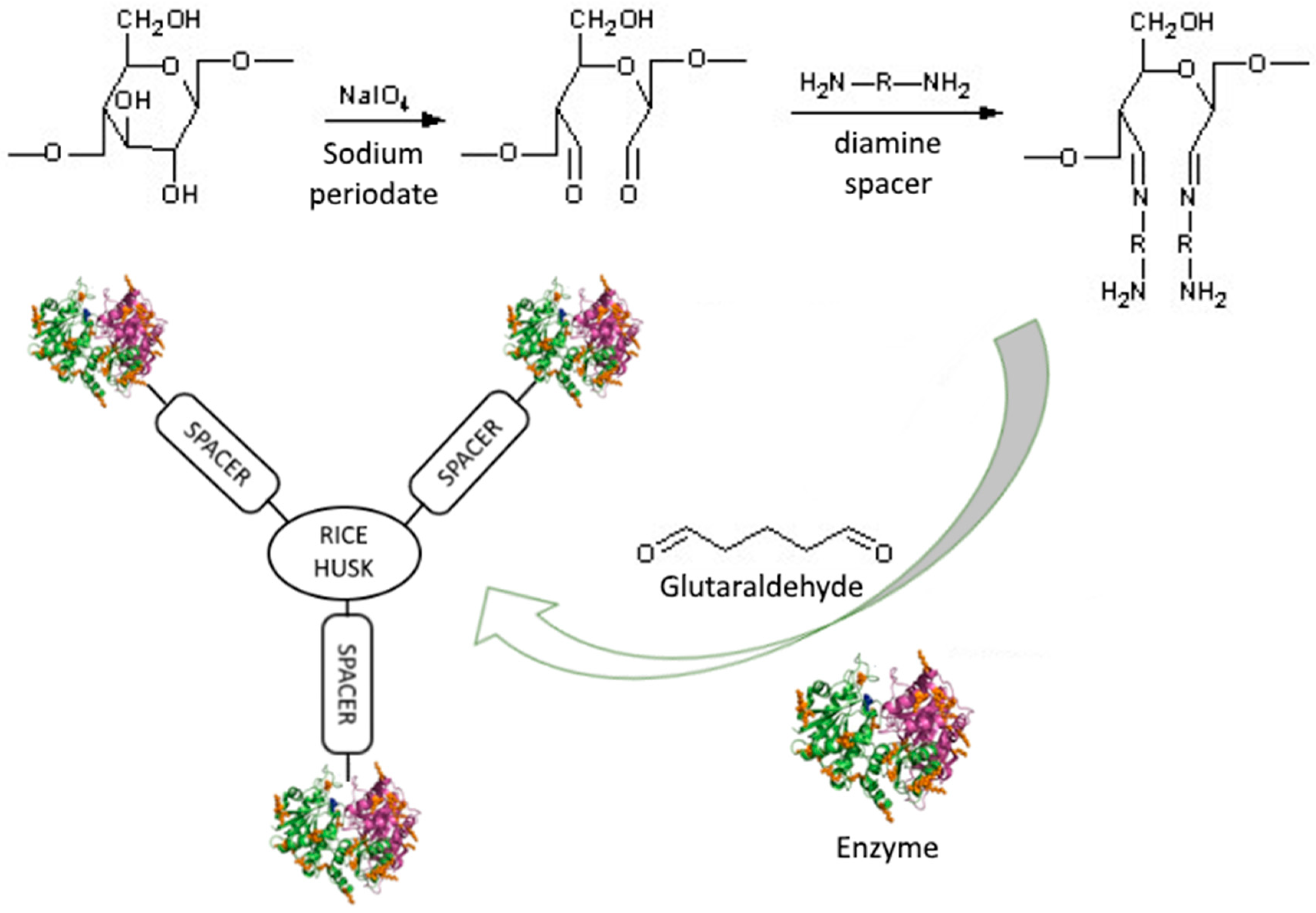 Catalysts Free Full Text Rice Husk As An Inexpensive Renewable Immobilization Carrier For Biocatalysts Employed In The Food Cosmetic And Polymer Sectors Html