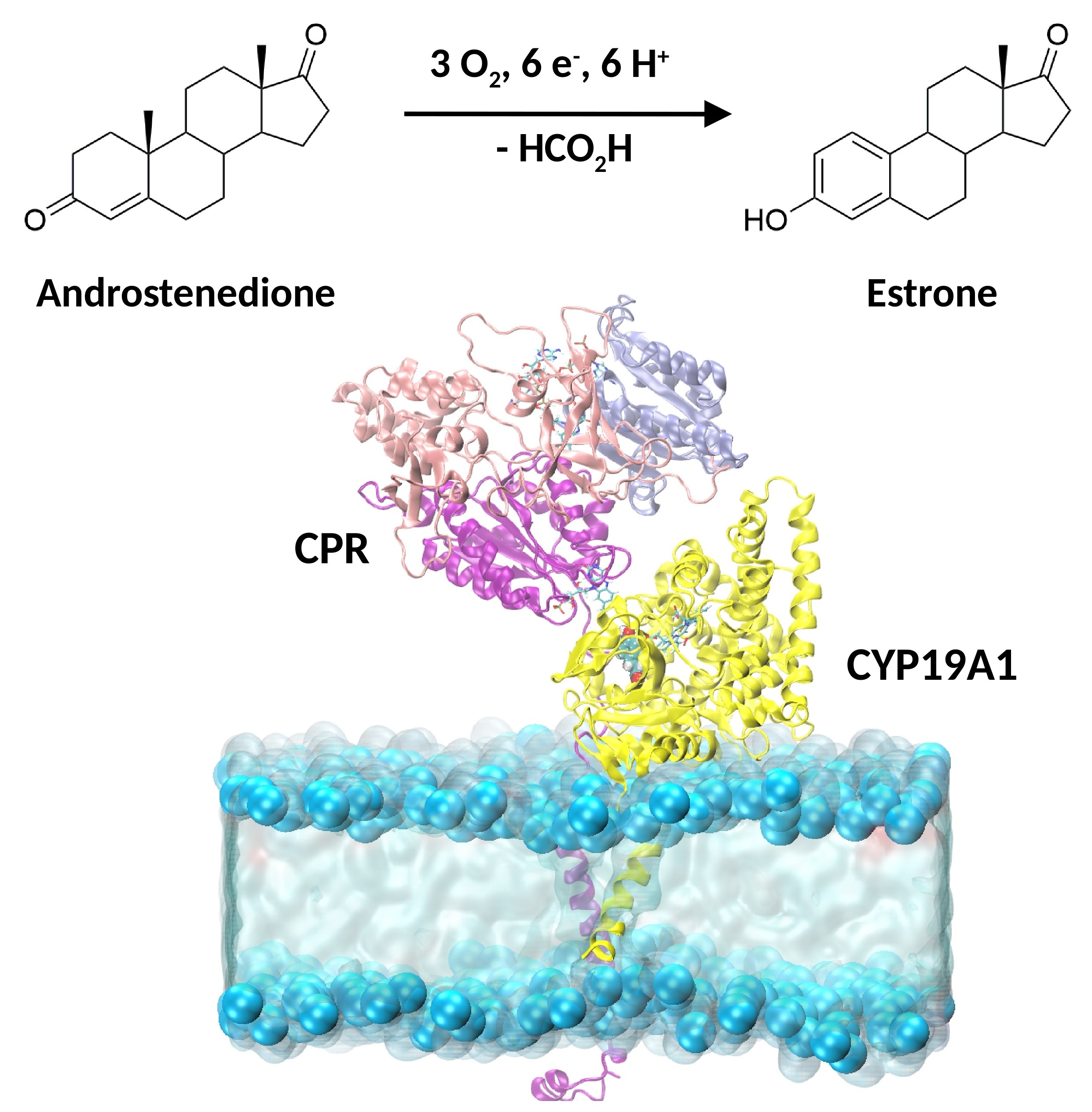 Catalysts | Free Full-Text | The Catalytic Mechanism of Steroidogenic ...