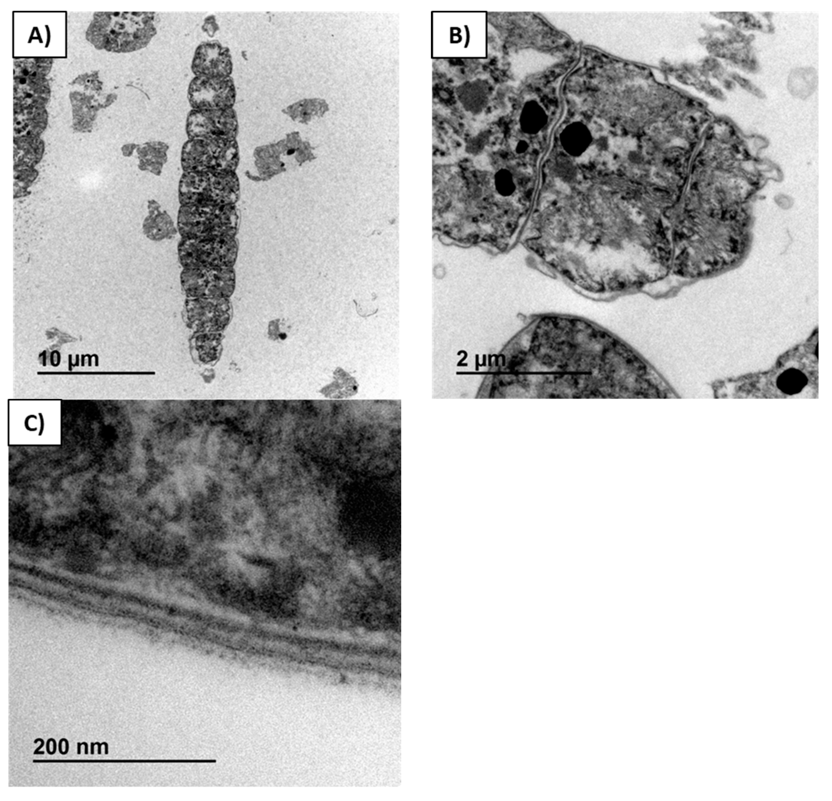 Catalysts 09 00145 g004