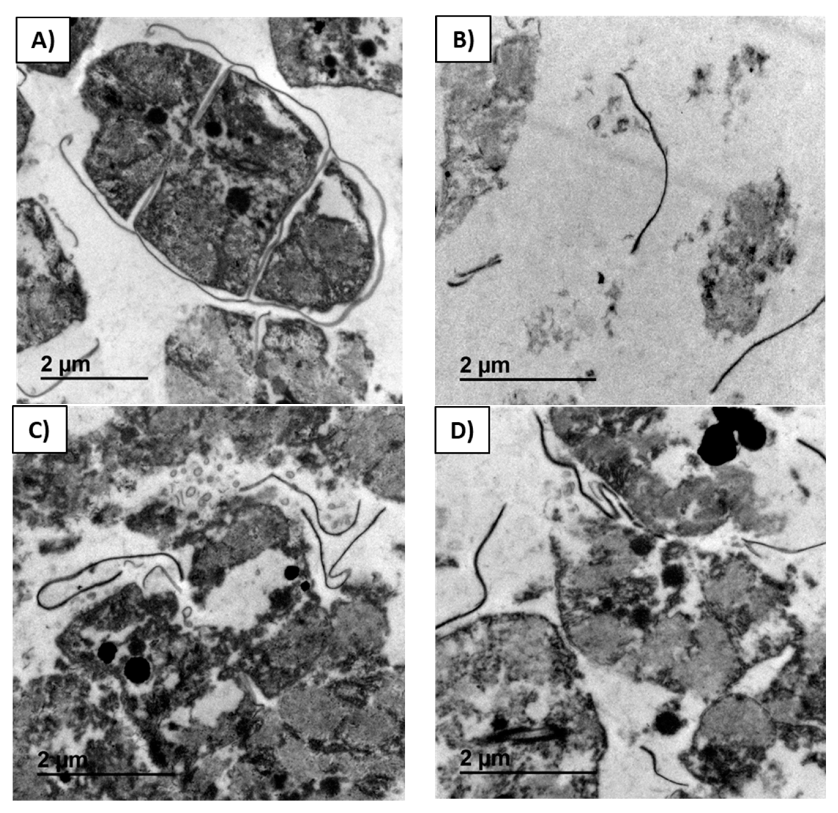 Catalysts 09 00145 g005