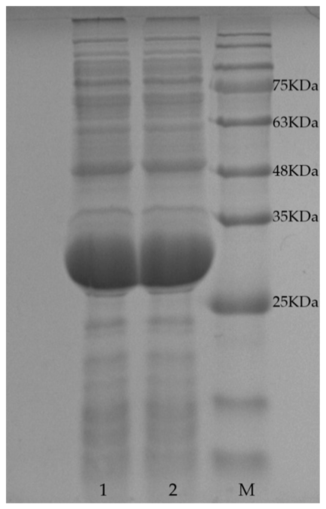 Catalysts 09 00250 g001
