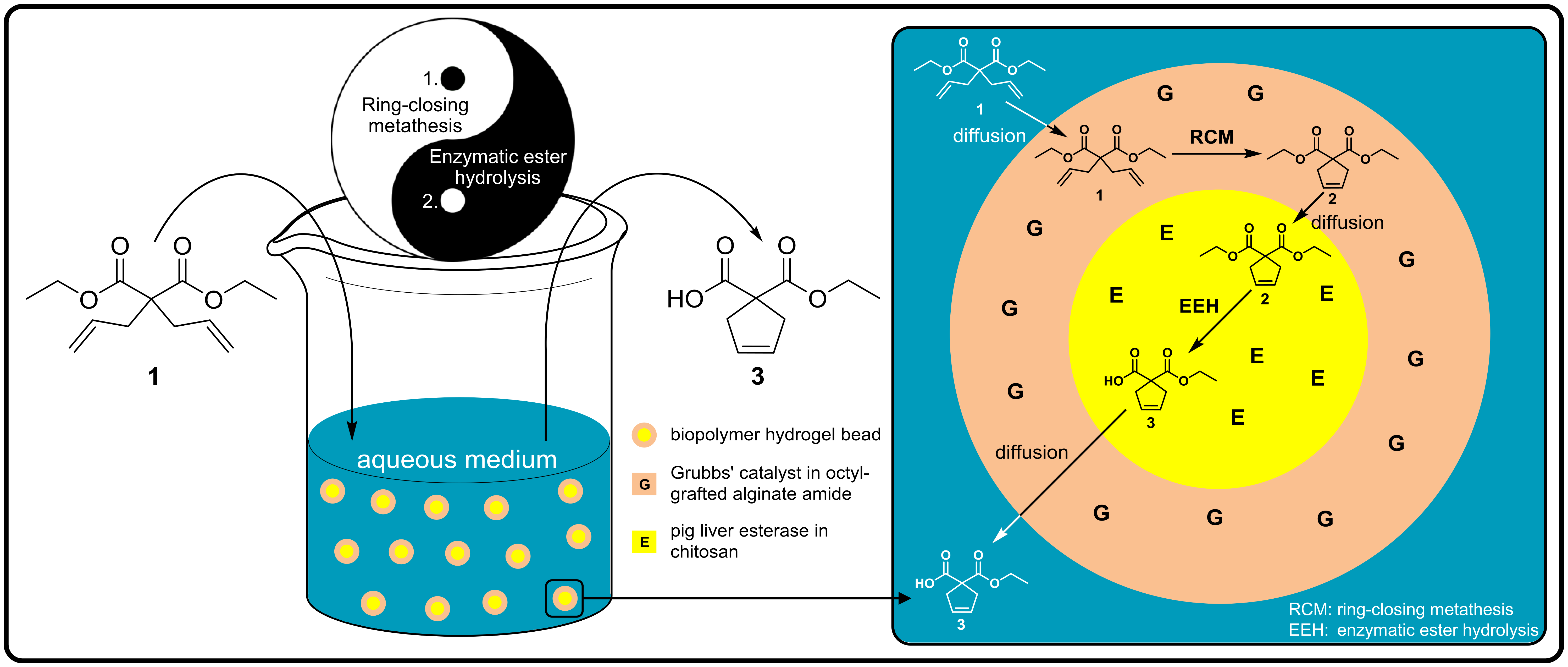Catalysts Free FullText Developing Biopolymer