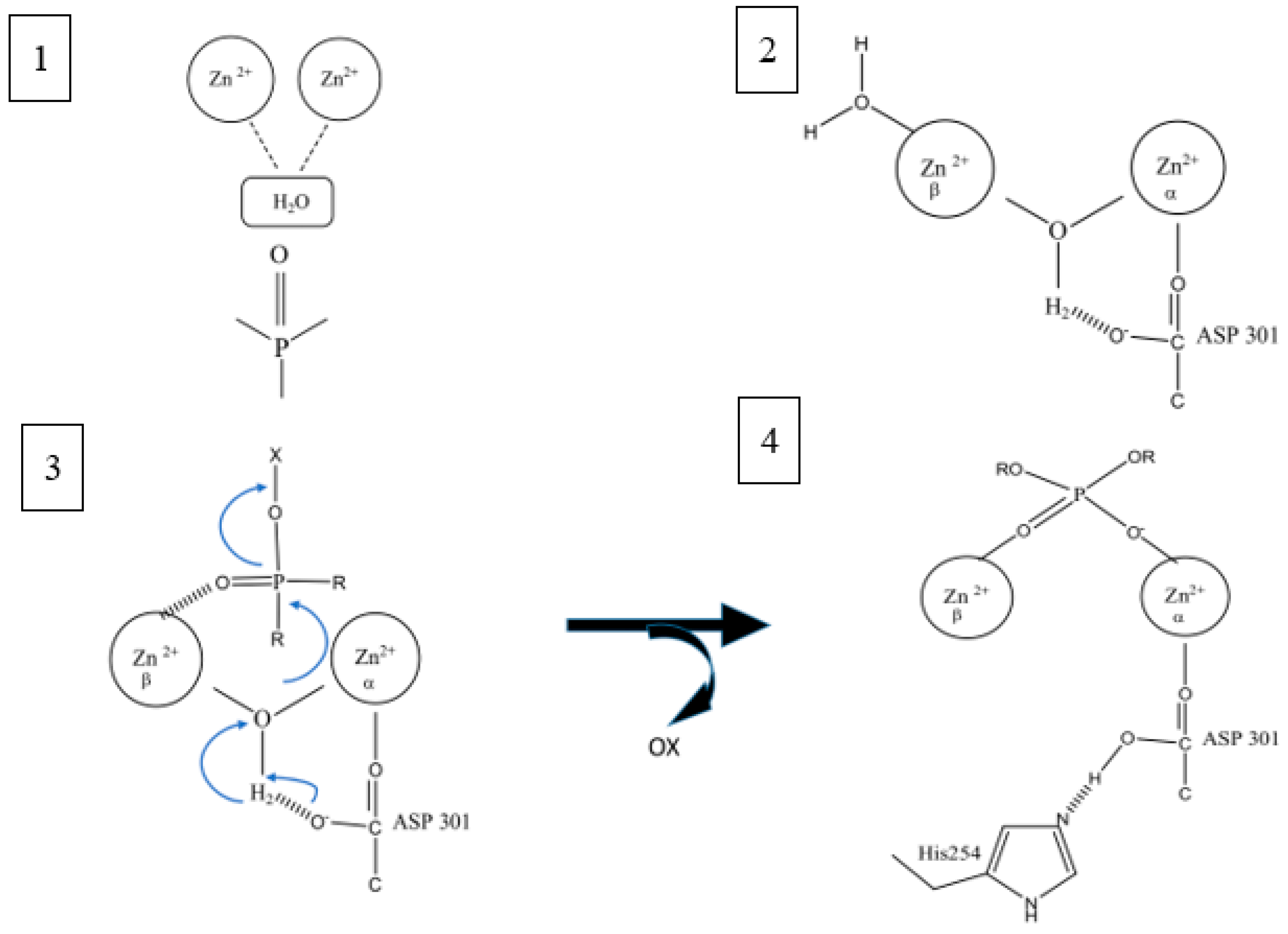 Catalysts Free FullText Microbial Phosphotriesterase Structure