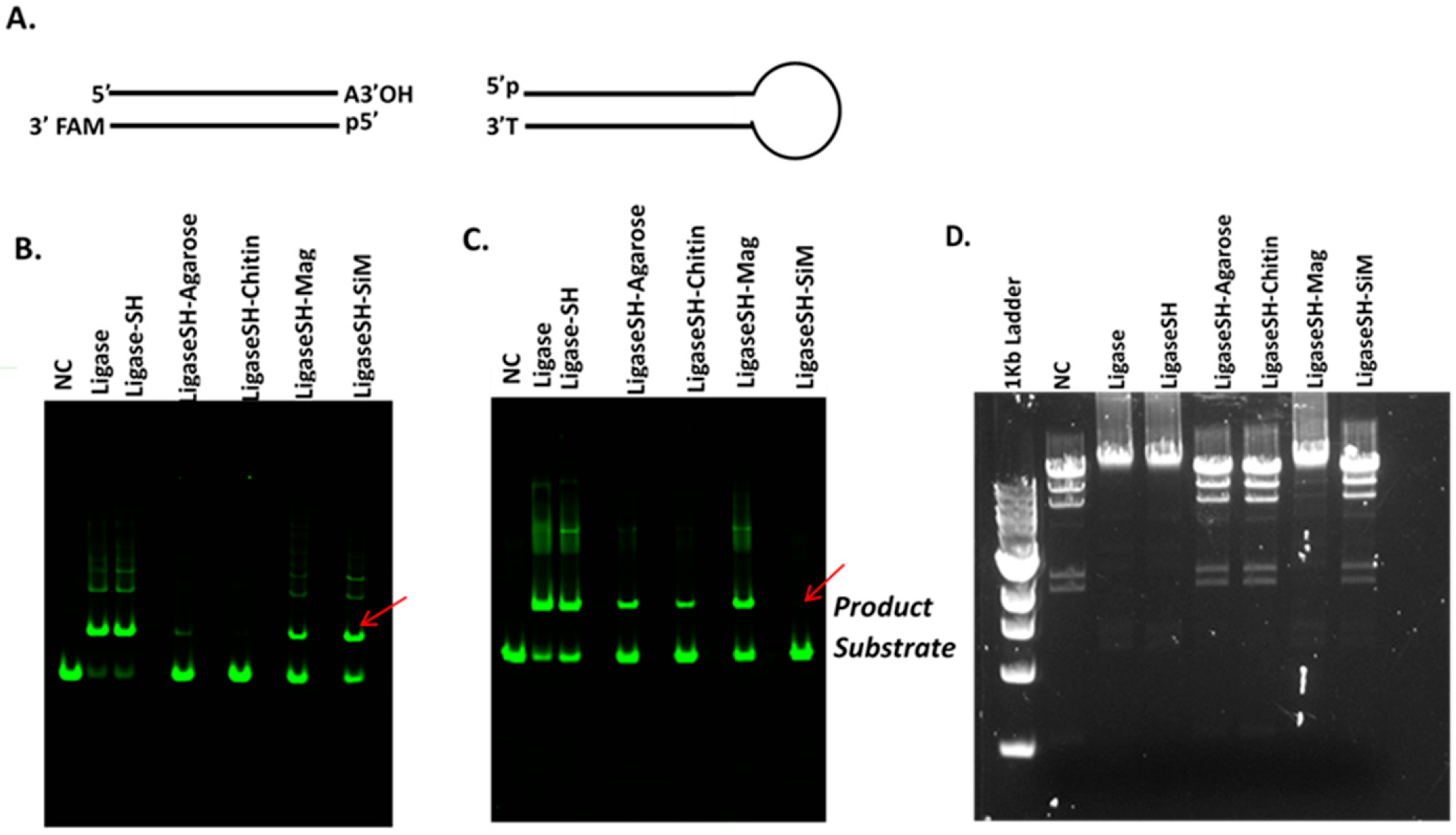 Catalysts Free Full Text Enzyme Immobilization For Solid Phase Catalysis Html