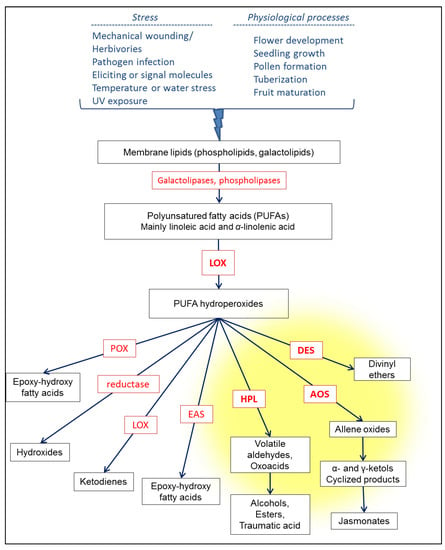 Catalysts Free Full Text Biocatalytic Synthesis Of Natural Green Leaf Volatiles Using The Lipoxygenase Metabolic Pathway Html