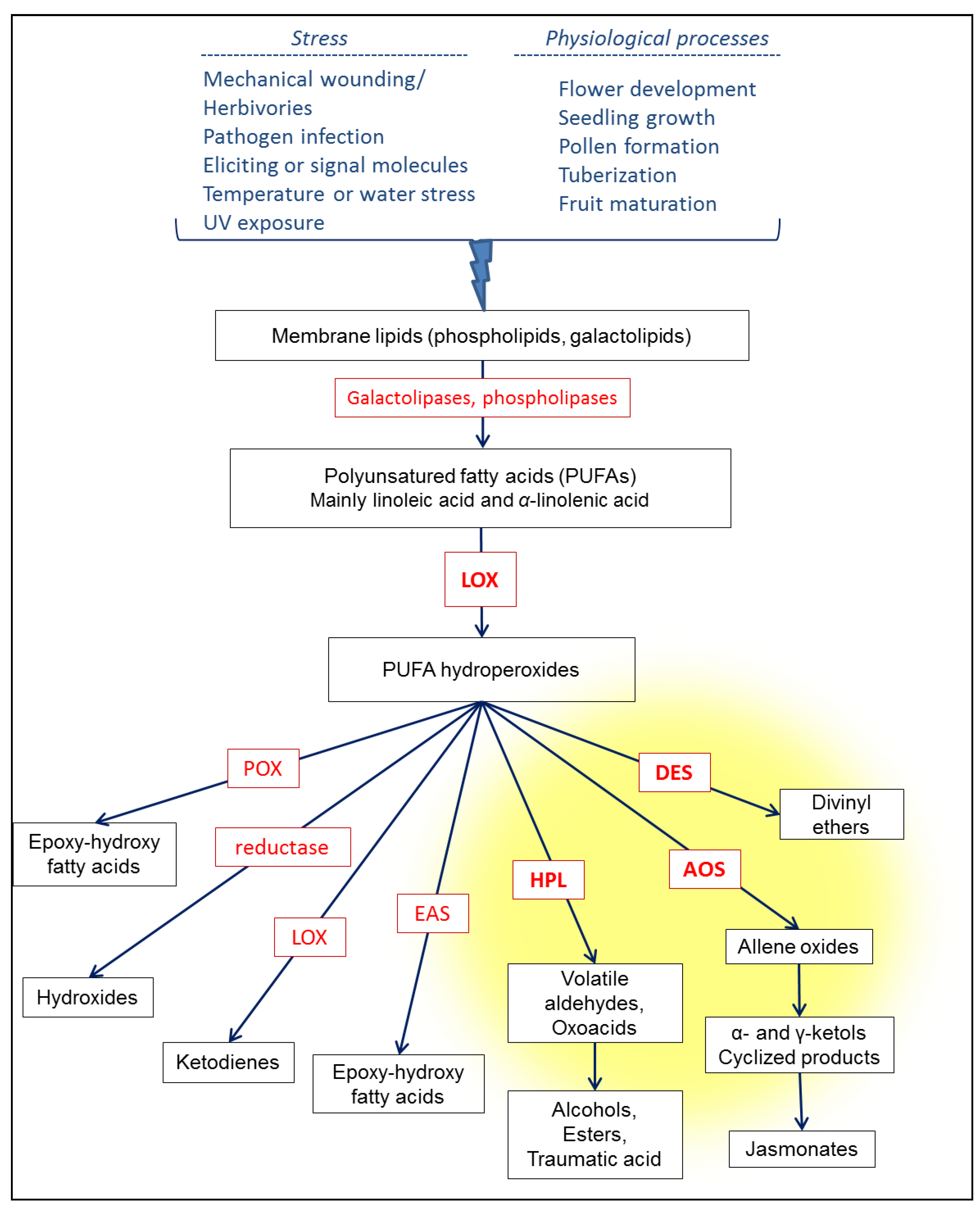 Catalysts Free Full Text Biocatalytic Synthesis Of Natural Green Leaf Volatiles Using The Lipoxygenase Metabolic Pathway Html