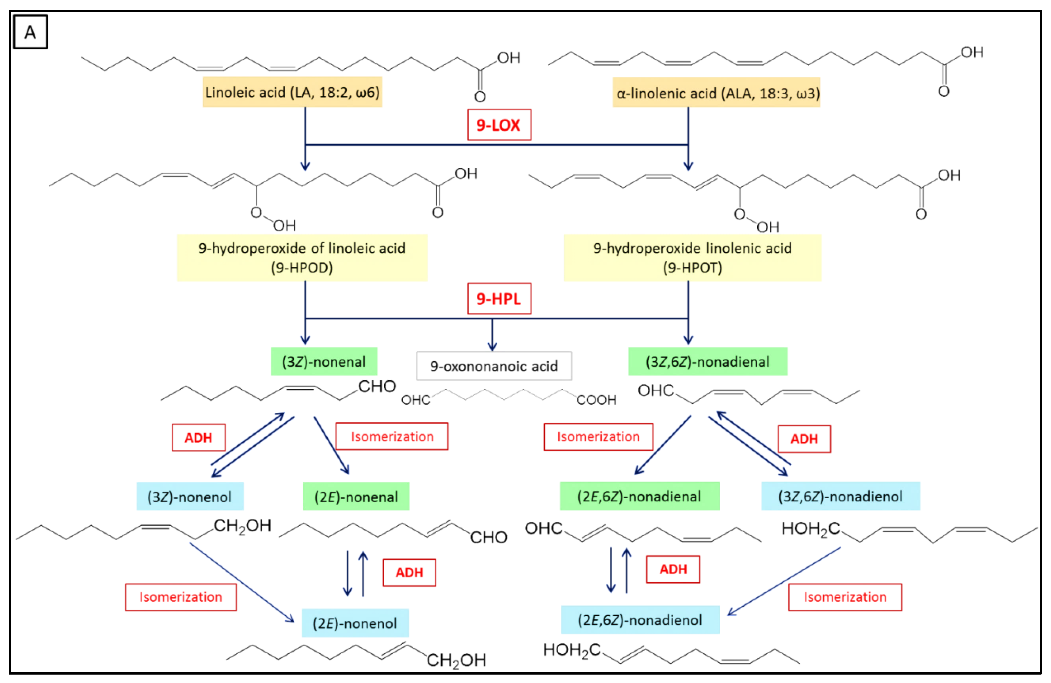 Catalysts Free Full Text Biocatalytic Synthesis Of Natural Green Leaf Volatiles Using The Lipoxygenase Metabolic Pathway Html