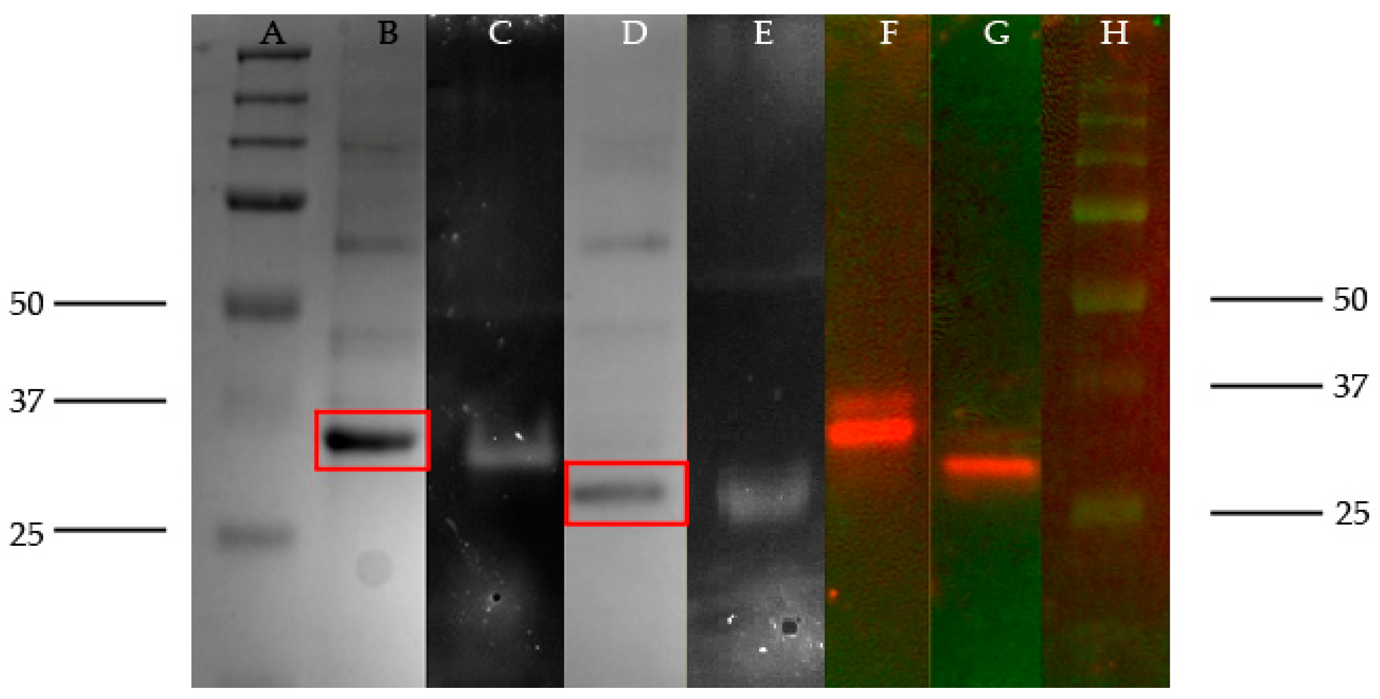 Catalysts 09 00961 g002 Catalysts 09 00961 g002