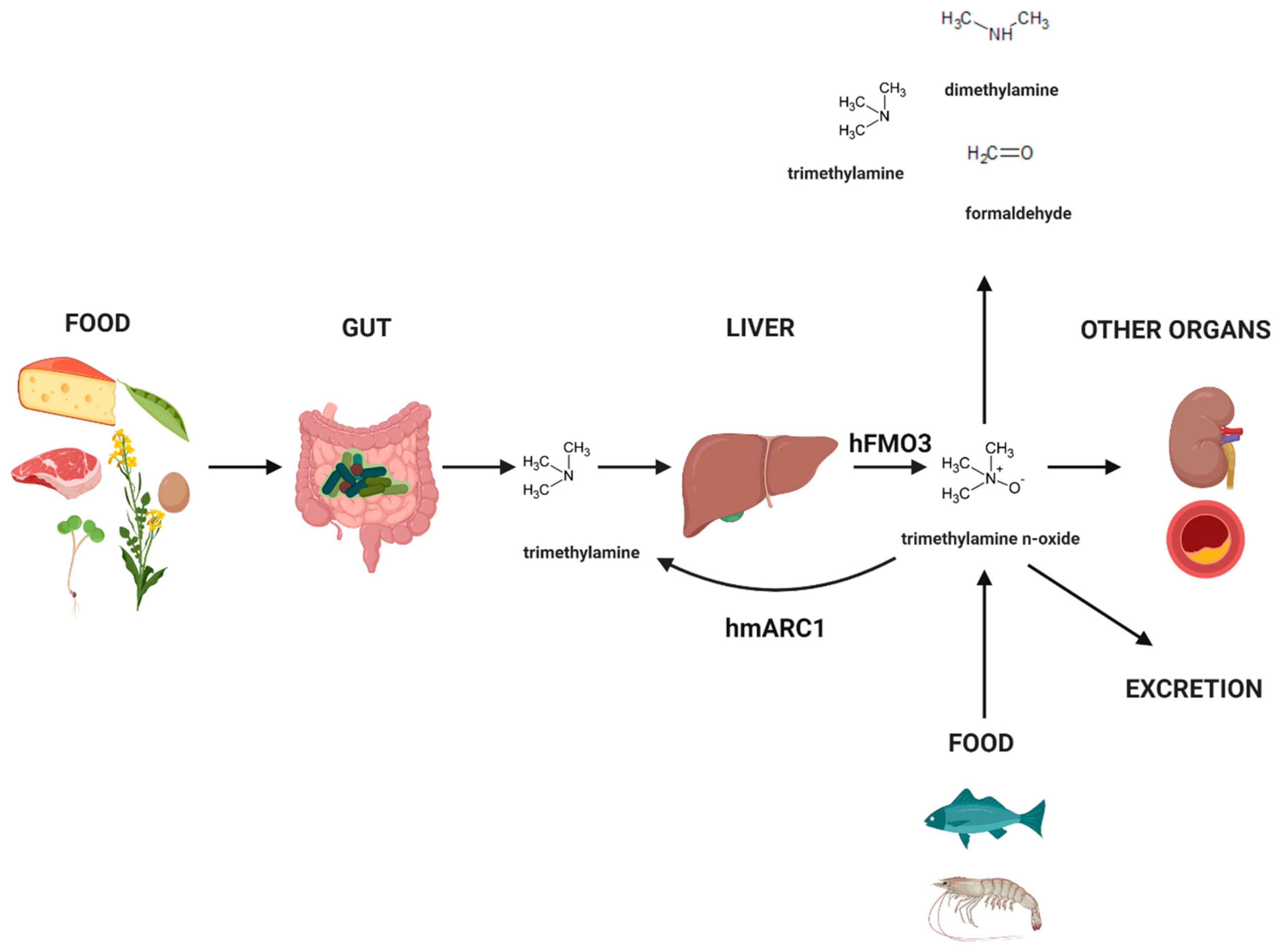 Catalysts Free FullText Enzymatically Produced Trimethylamine N