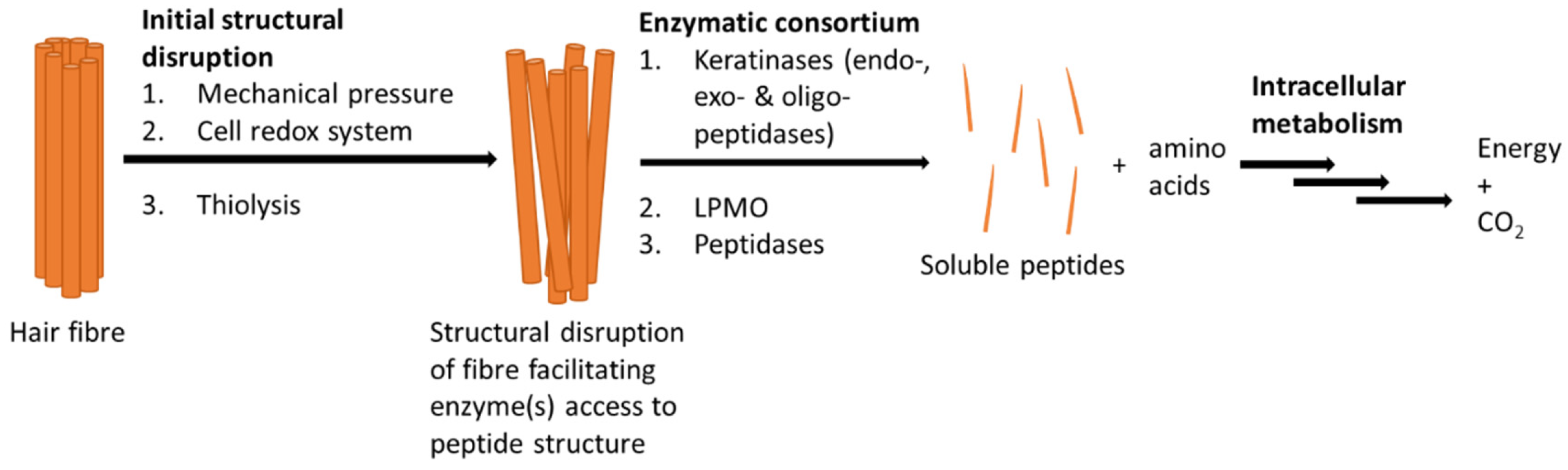 Catalysts 10 00184 g002 Catalysts 10 00184 g002