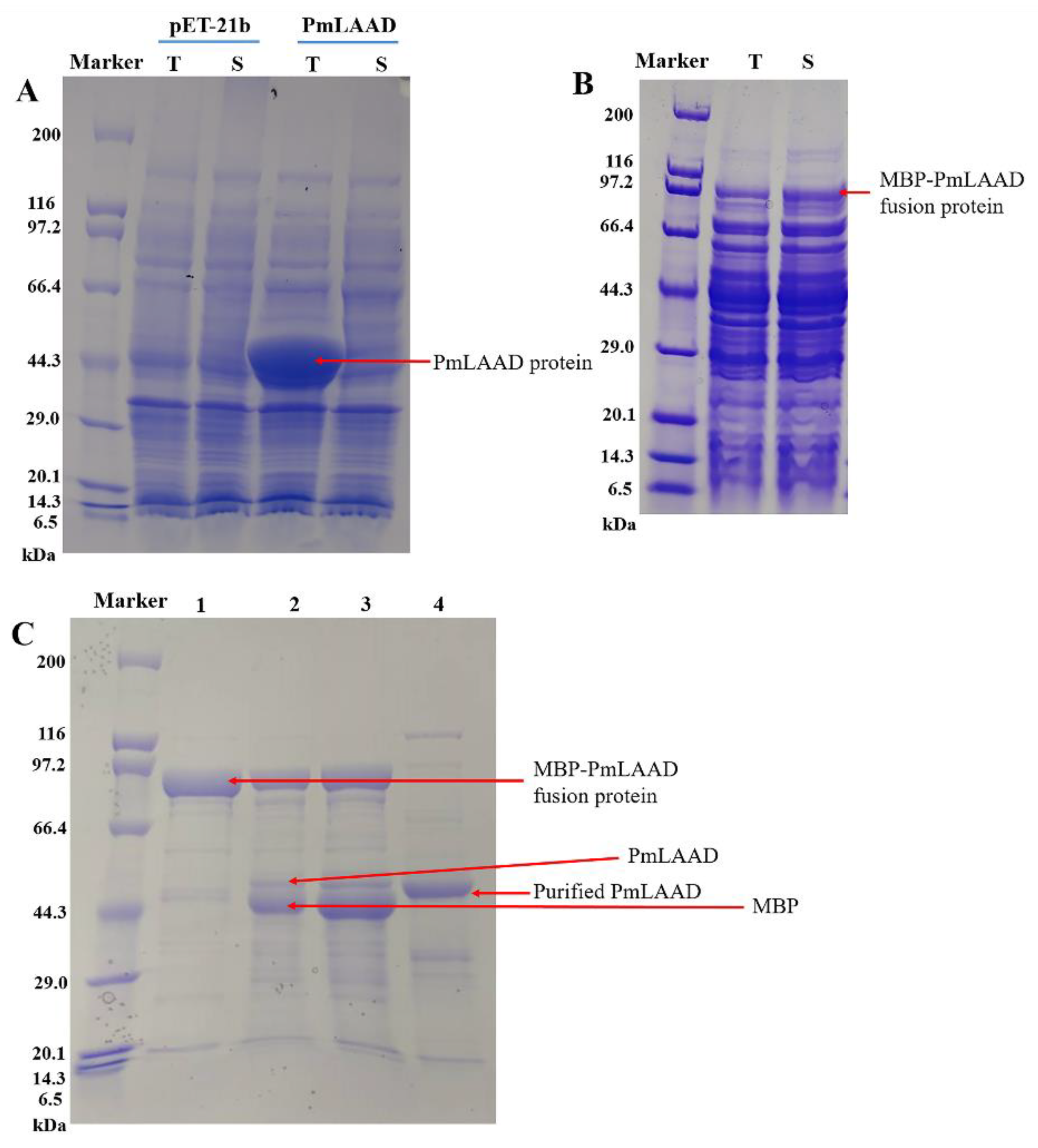 Catalysts 10 00215 g002 Catalysts 10 00215 g002