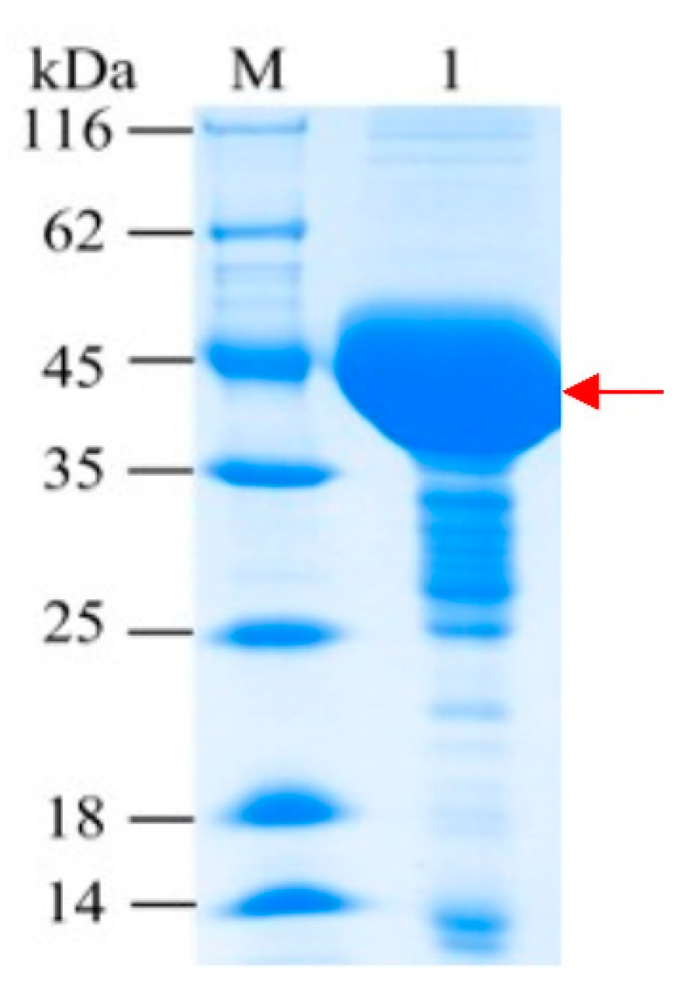 Catalysts 10 00289 g002 Catalysts 10 00289 g002