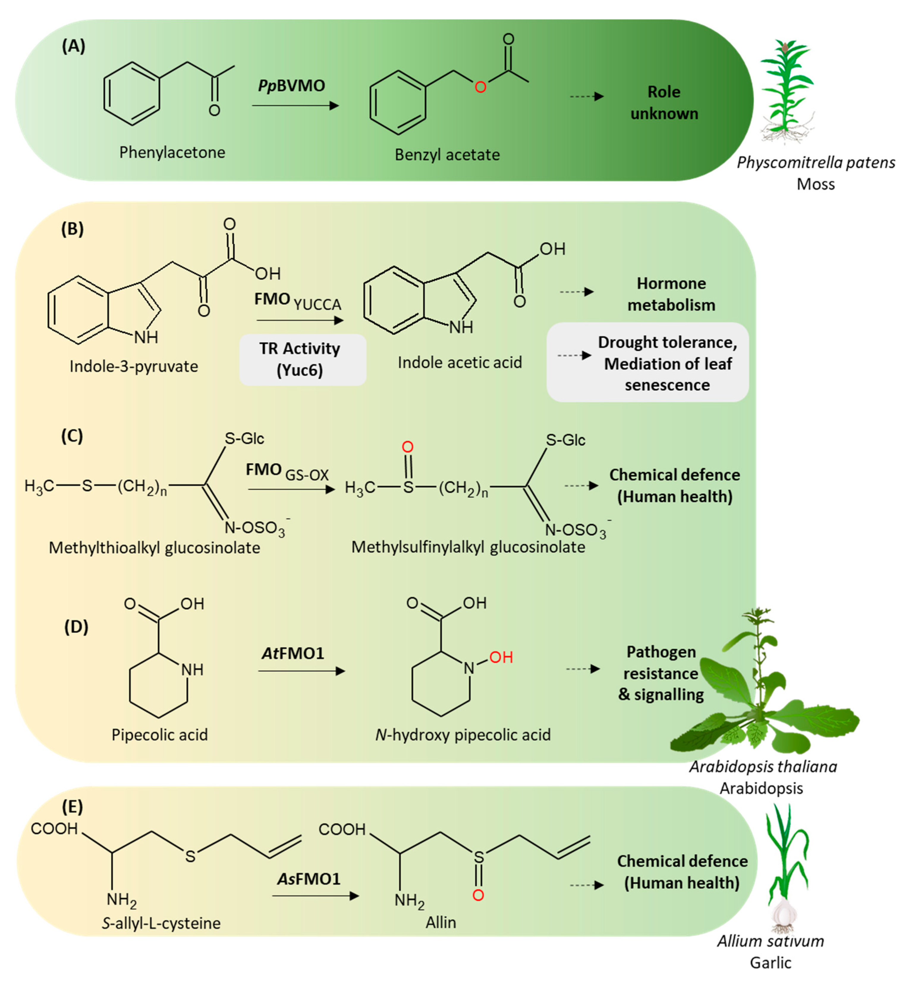 Catalysts 10 00329 g002 Catalysts 10 00329 g002