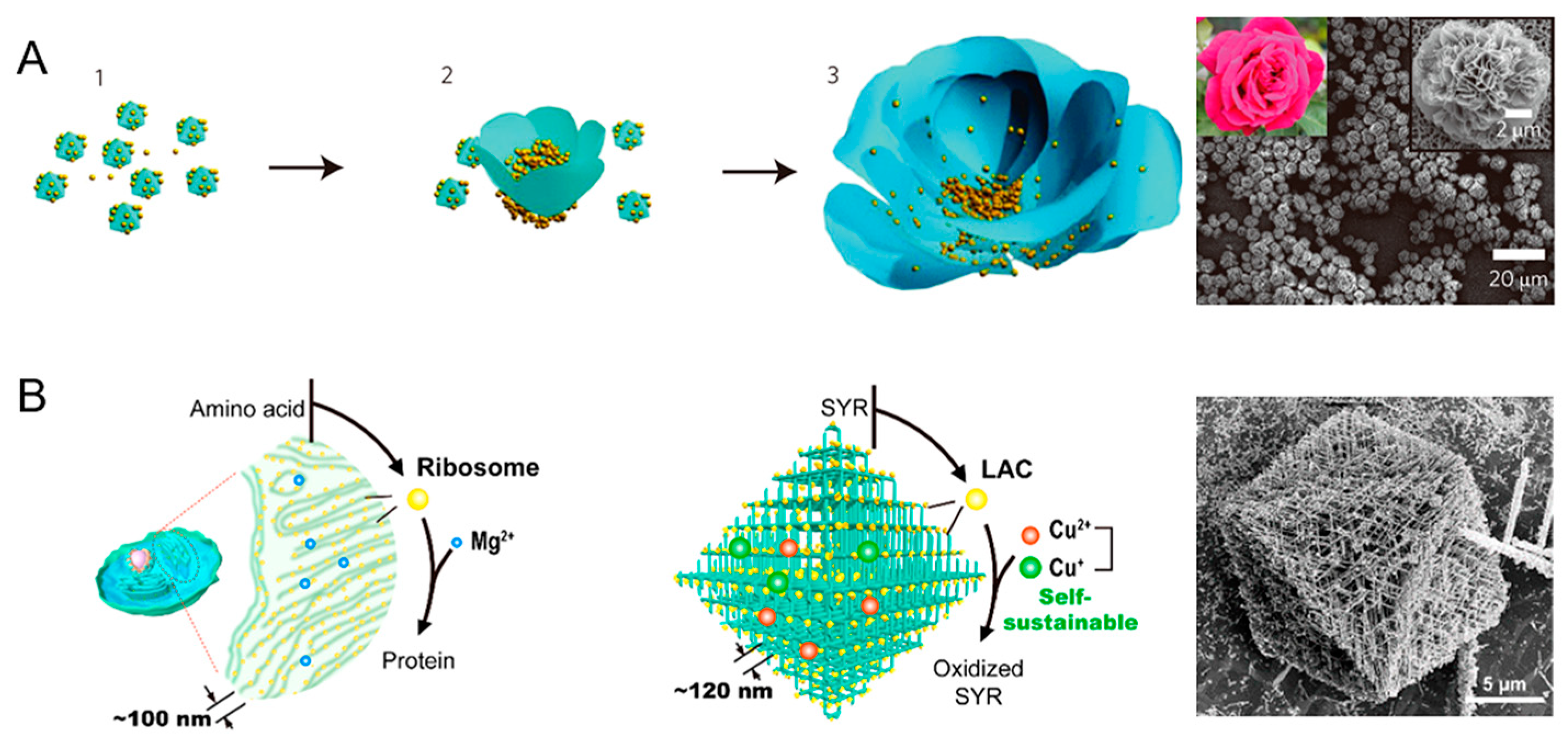 Catalysts 10 00338 g004 Catalysts 10 00338 g004