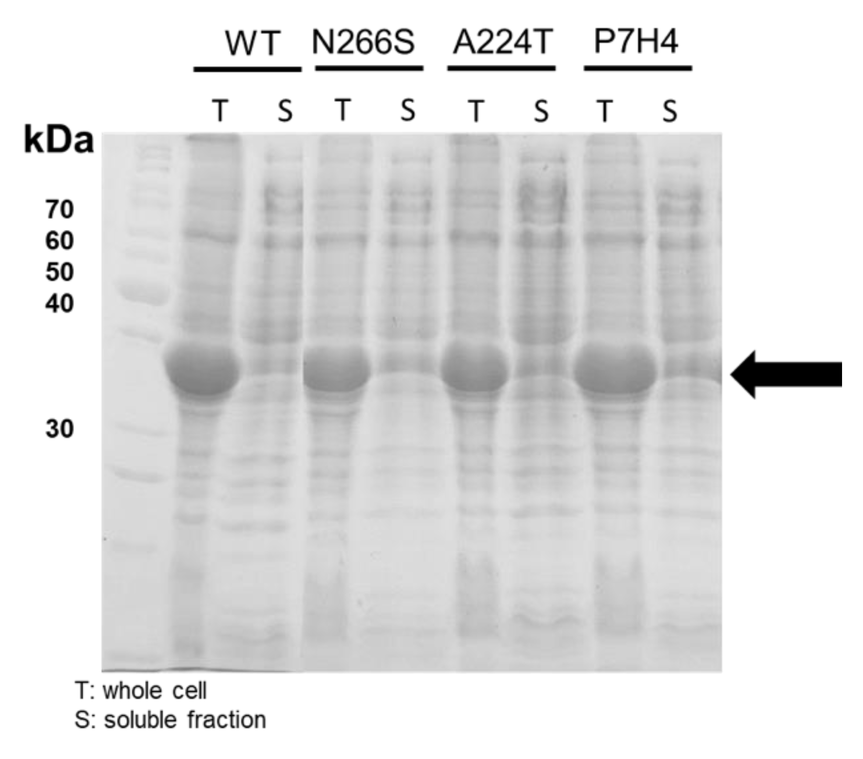 Catalysts 10 00362 g002