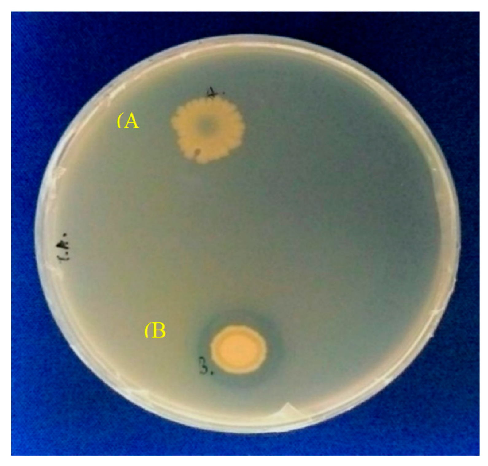 Catalysts 10 00382 g002 Catalysts 10 00382 g002