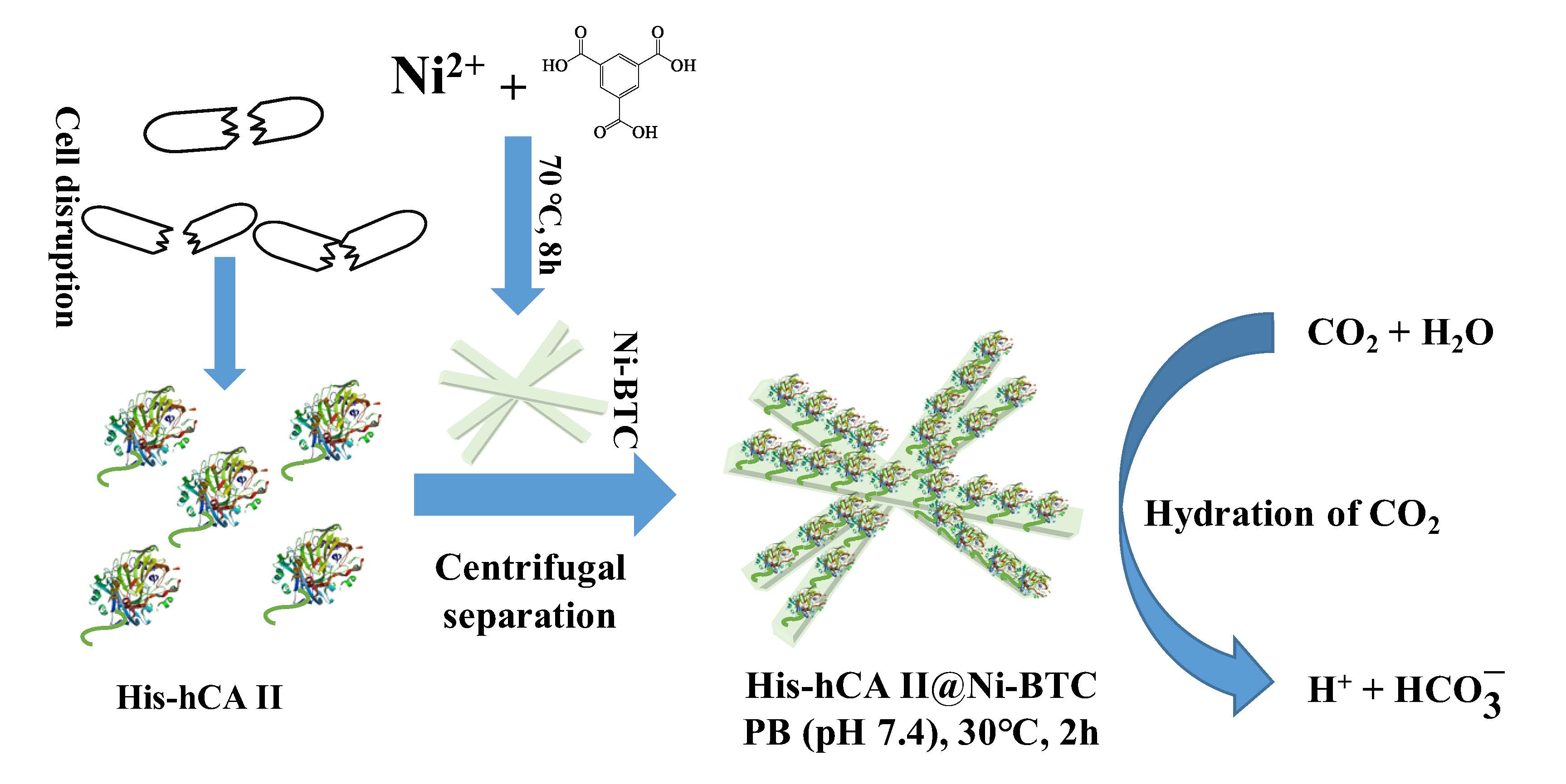 Catalysts Free FullText Fast Immobilization of Human Carbonic