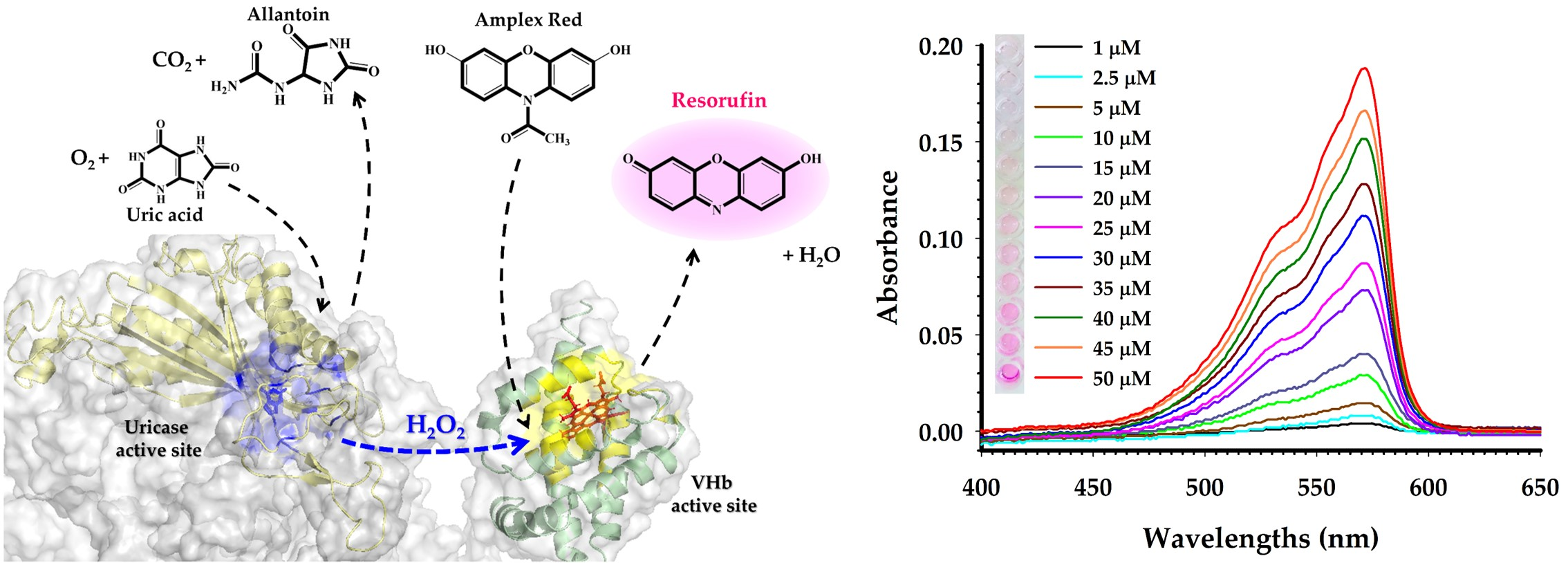 Catalysts Free FullText Engineering of Bifunctional Enzymes with