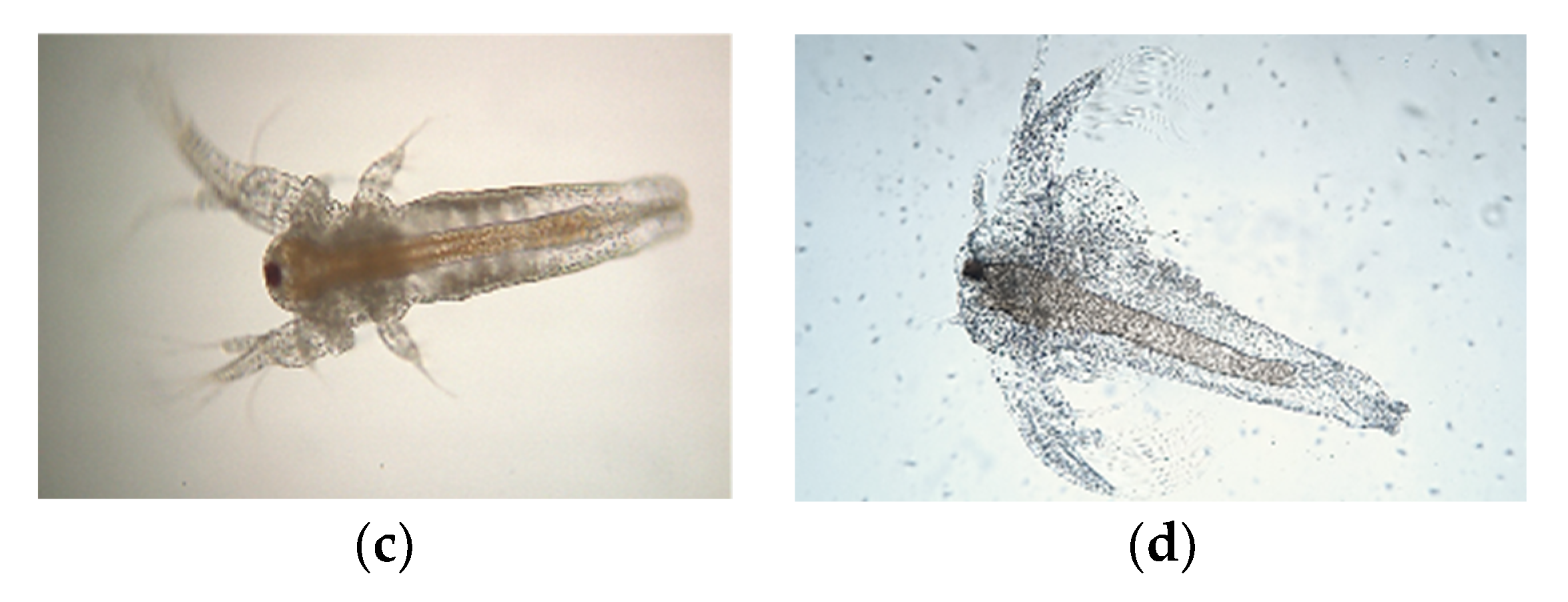 Catalysts 10 00446 g008b Catalysts 10 00446 g008b