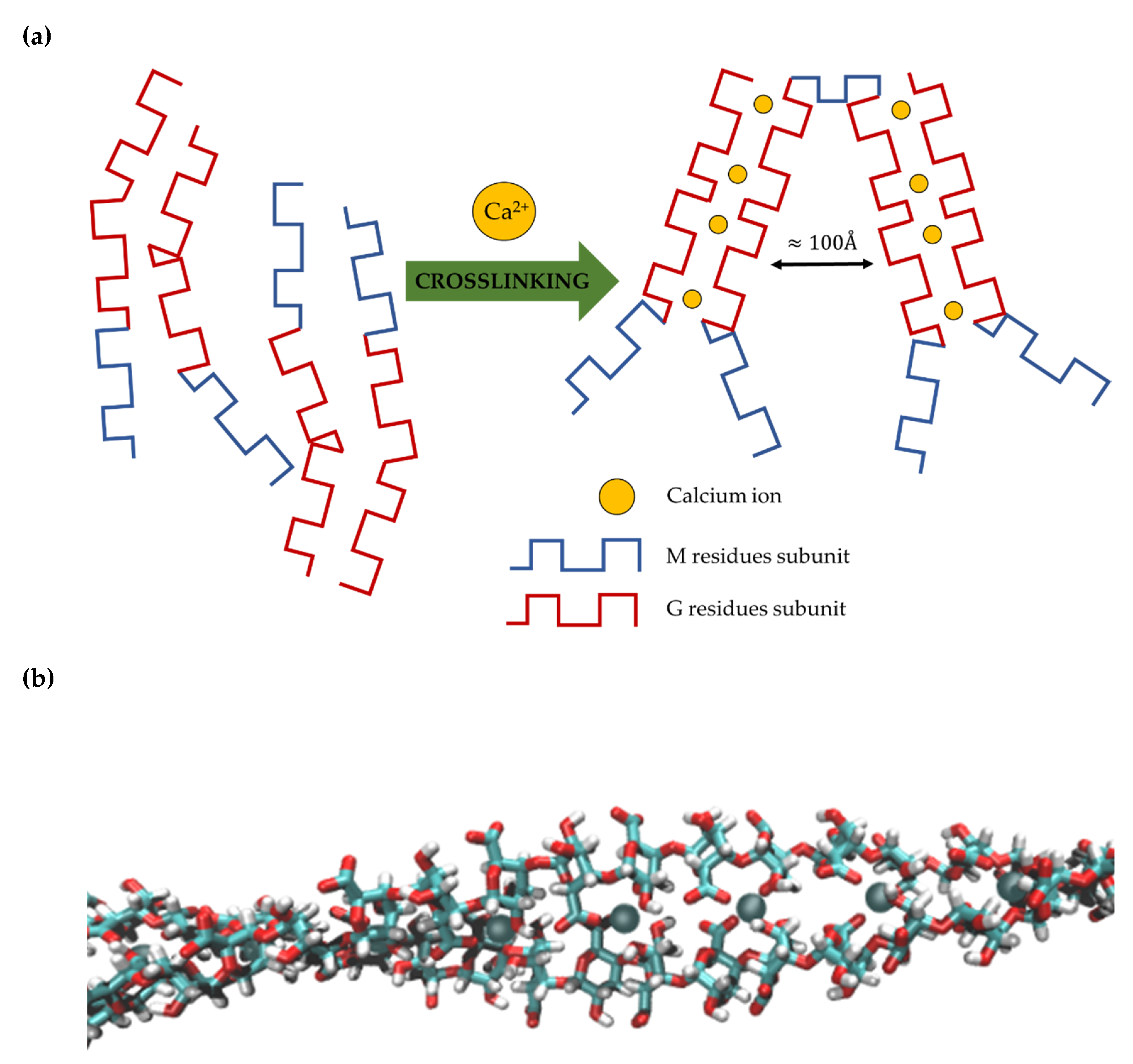 Catalysts Free Full Text Comparative Study On Enzyme Immobilization Using Natural Hydrogel Matrices Experimental Studies Supported By Molecular Models Analysis Html