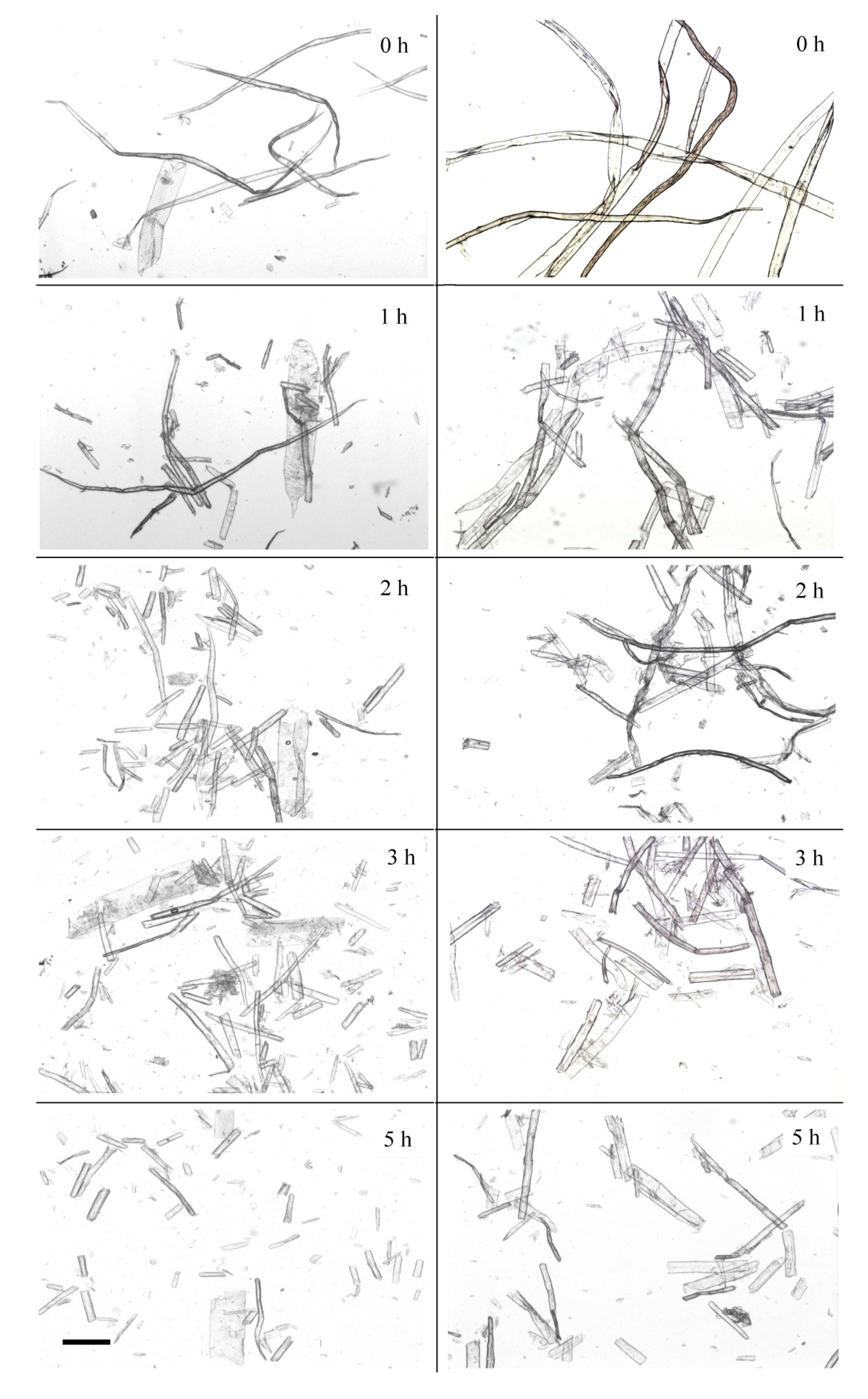 Catalysts 10 00536 g003
