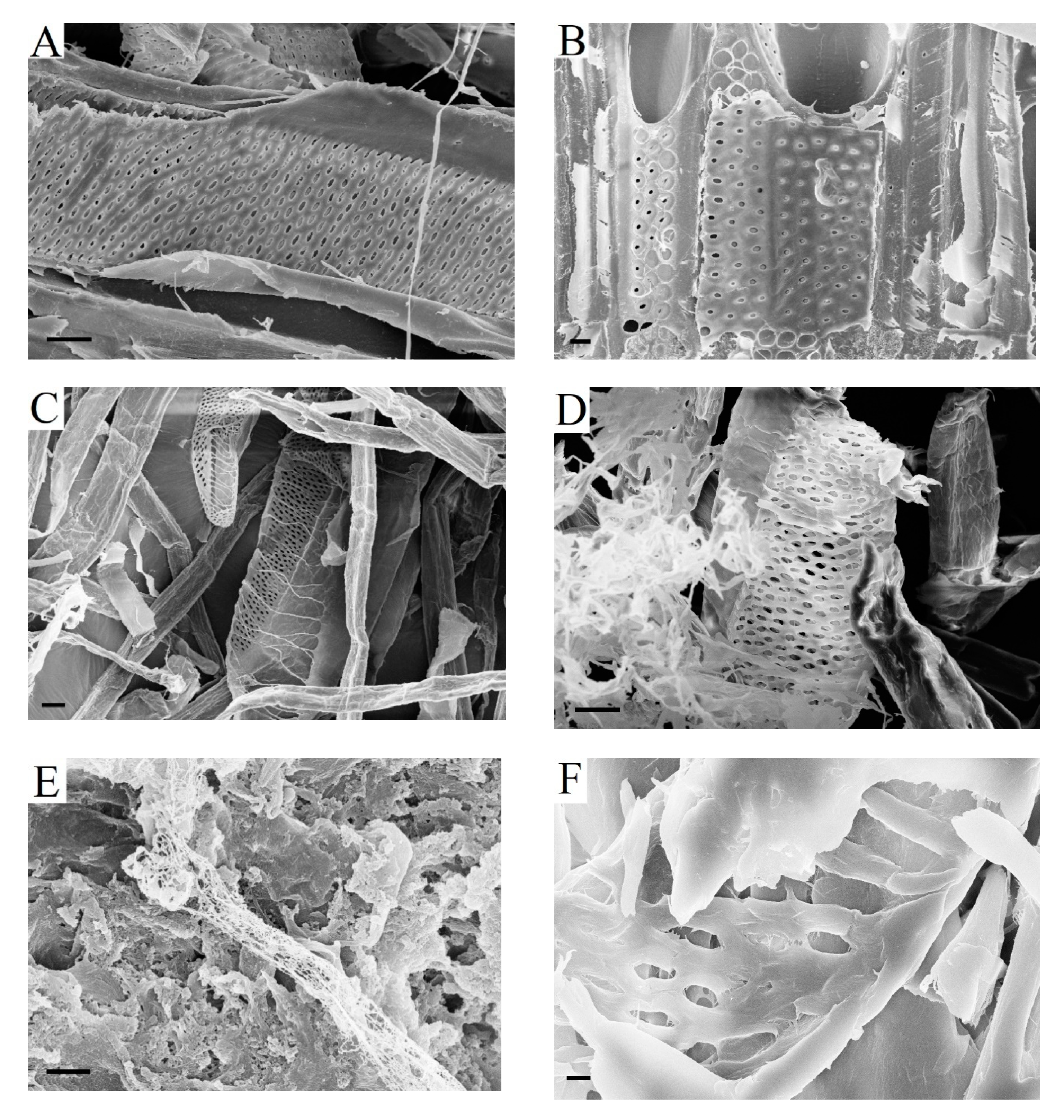 Catalysts 10 00536 g005