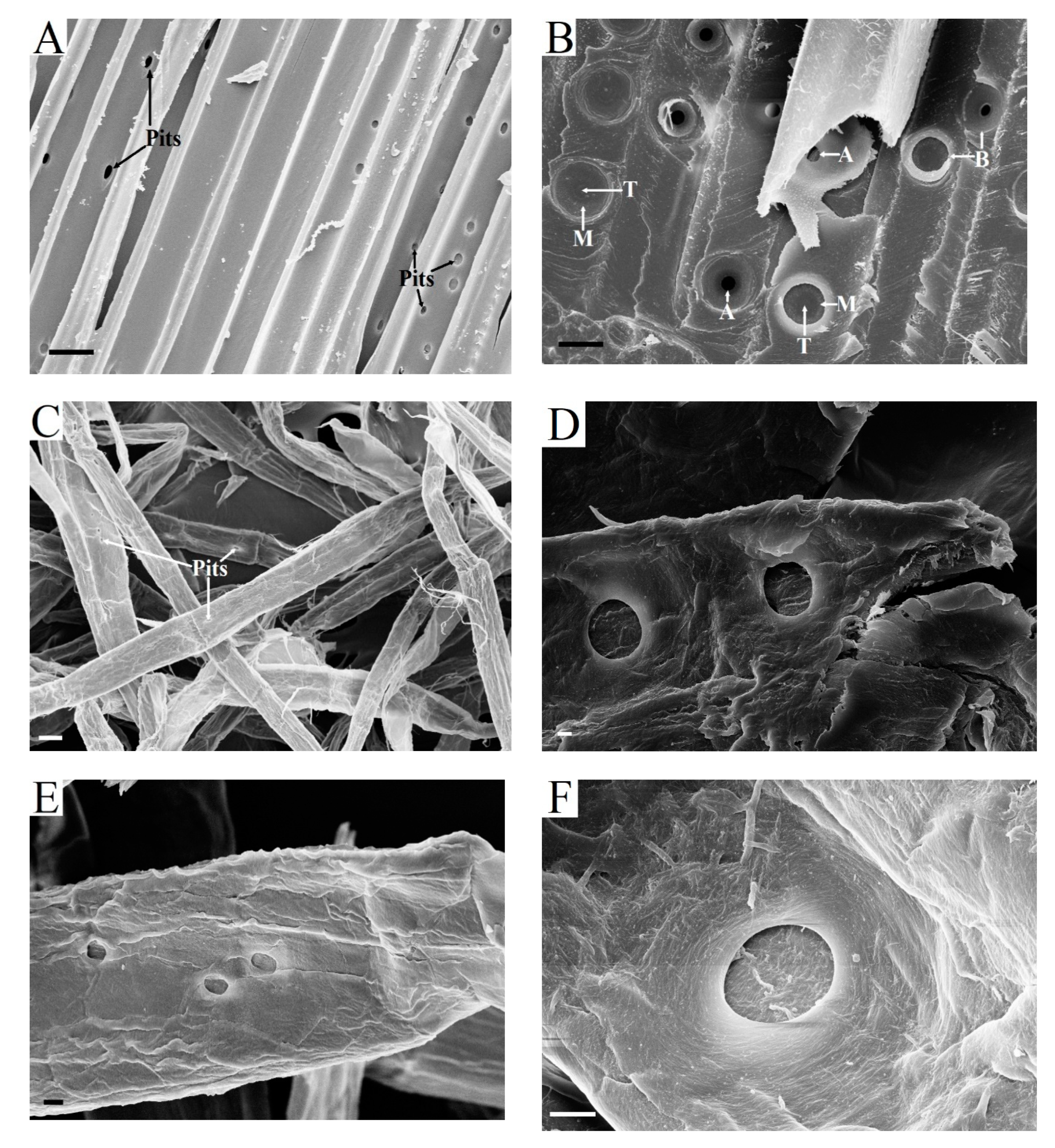 Catalysts 10 00536 g006