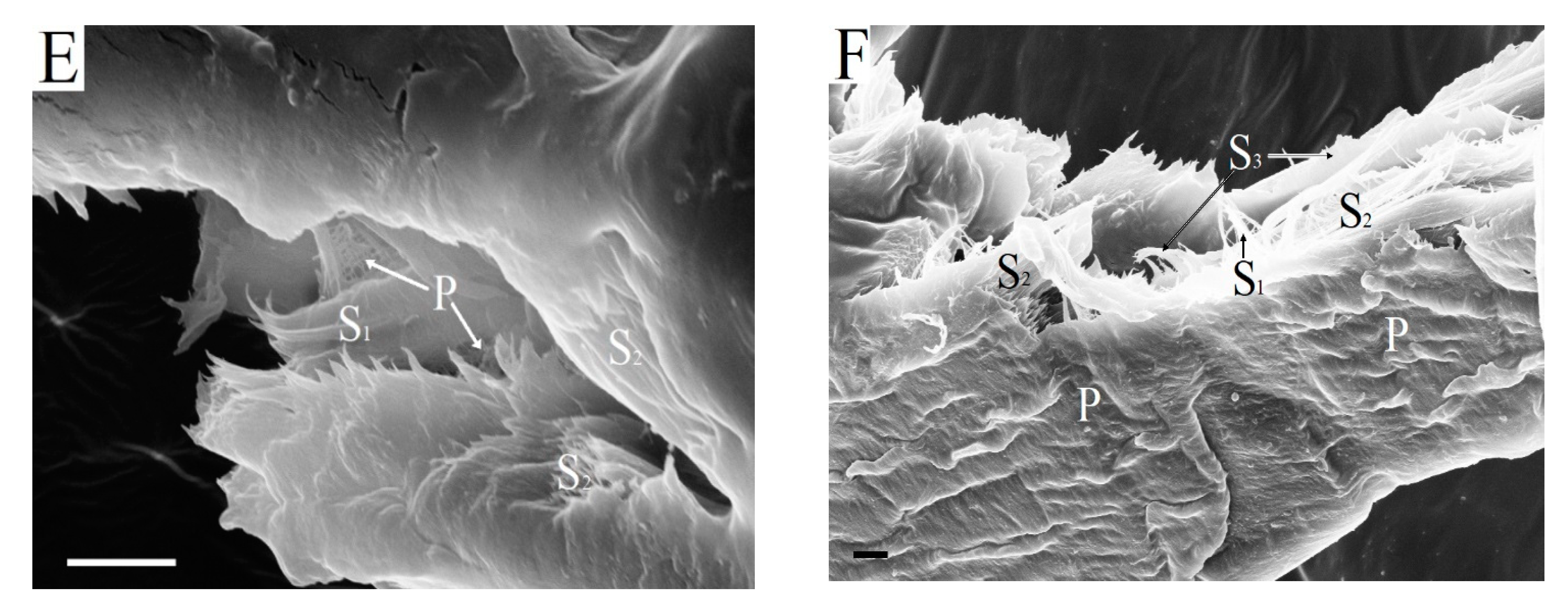 Catalysts 10 00536 g007b