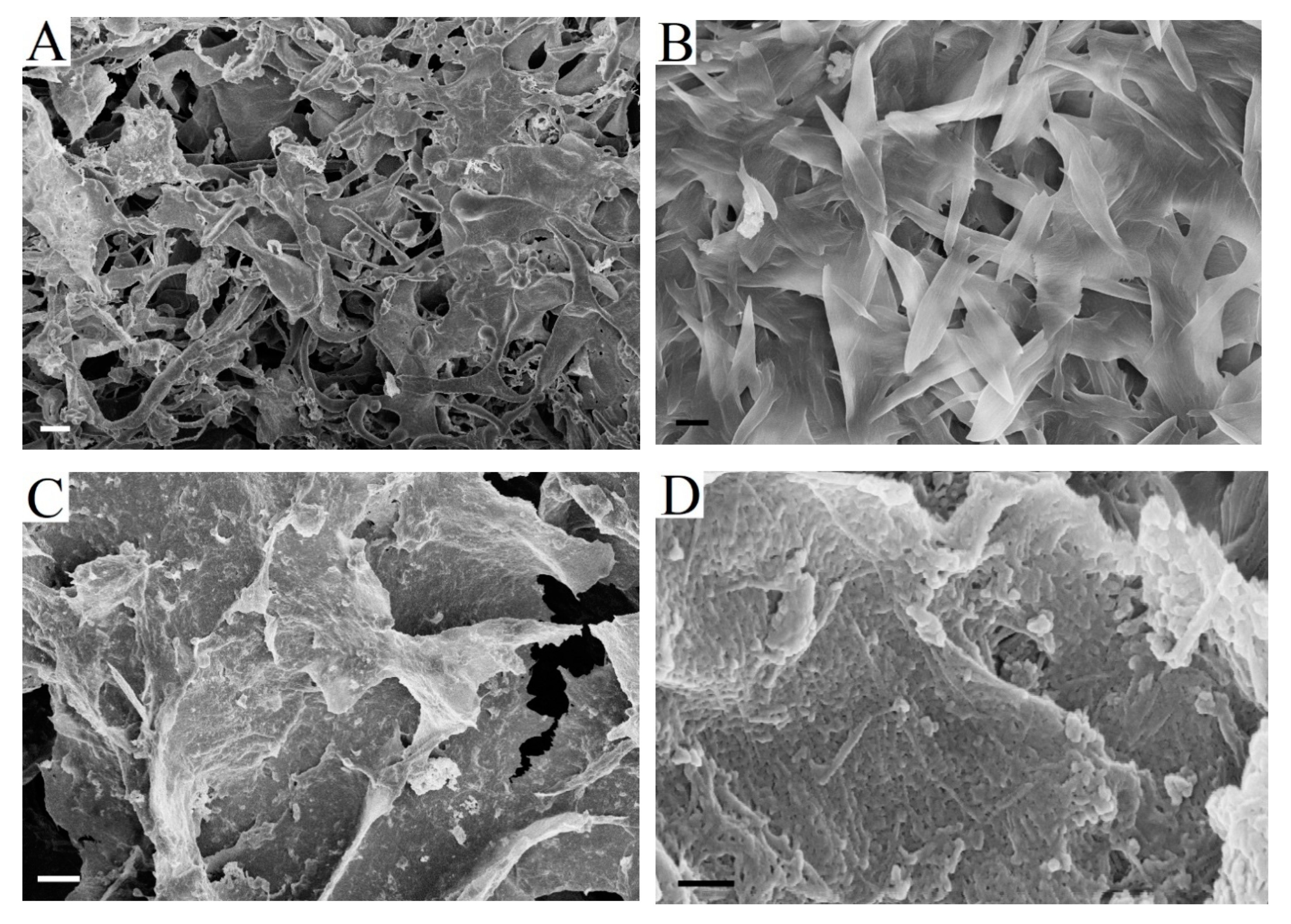 Catalysts 10 00536 g009