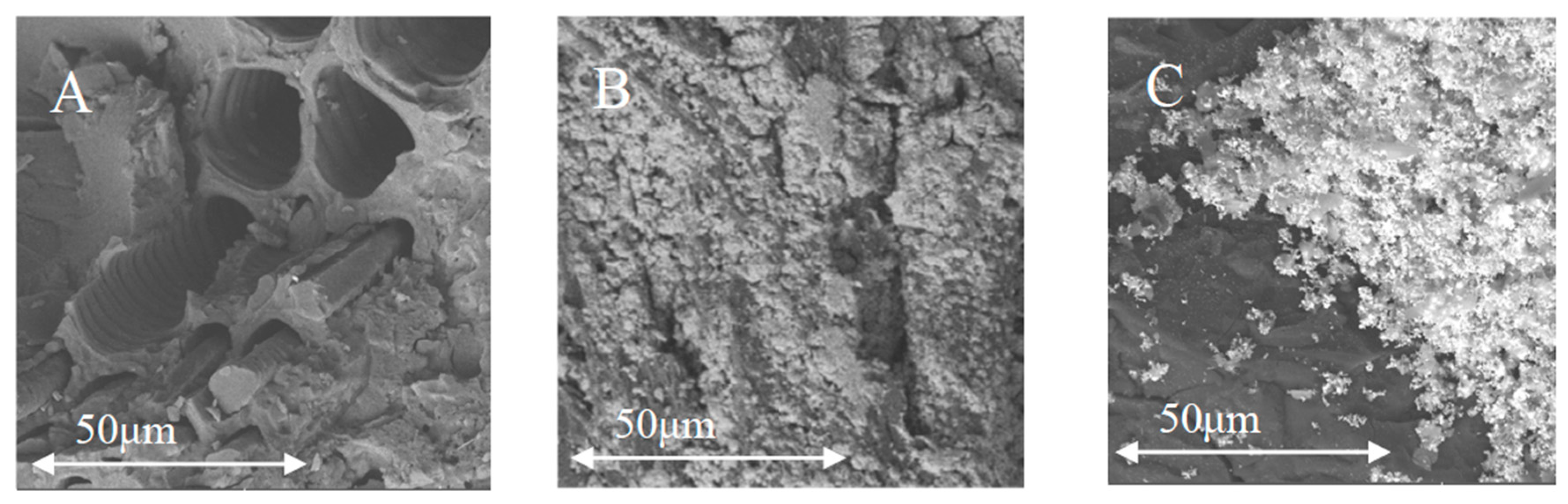 Catalysts 10 00574 g003a