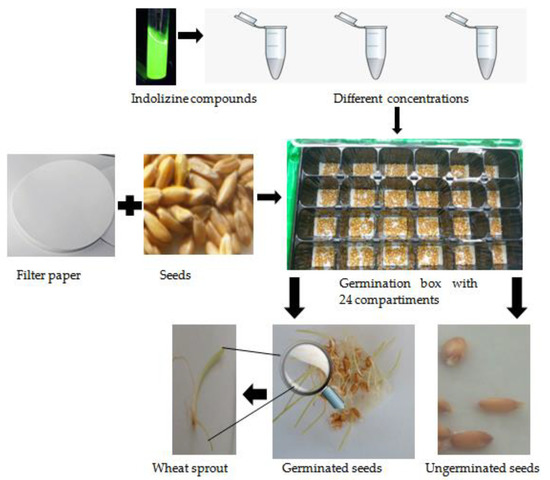 その他 In Person Whole-Cells of Yarrowia lipolytica Applied in “One Pot