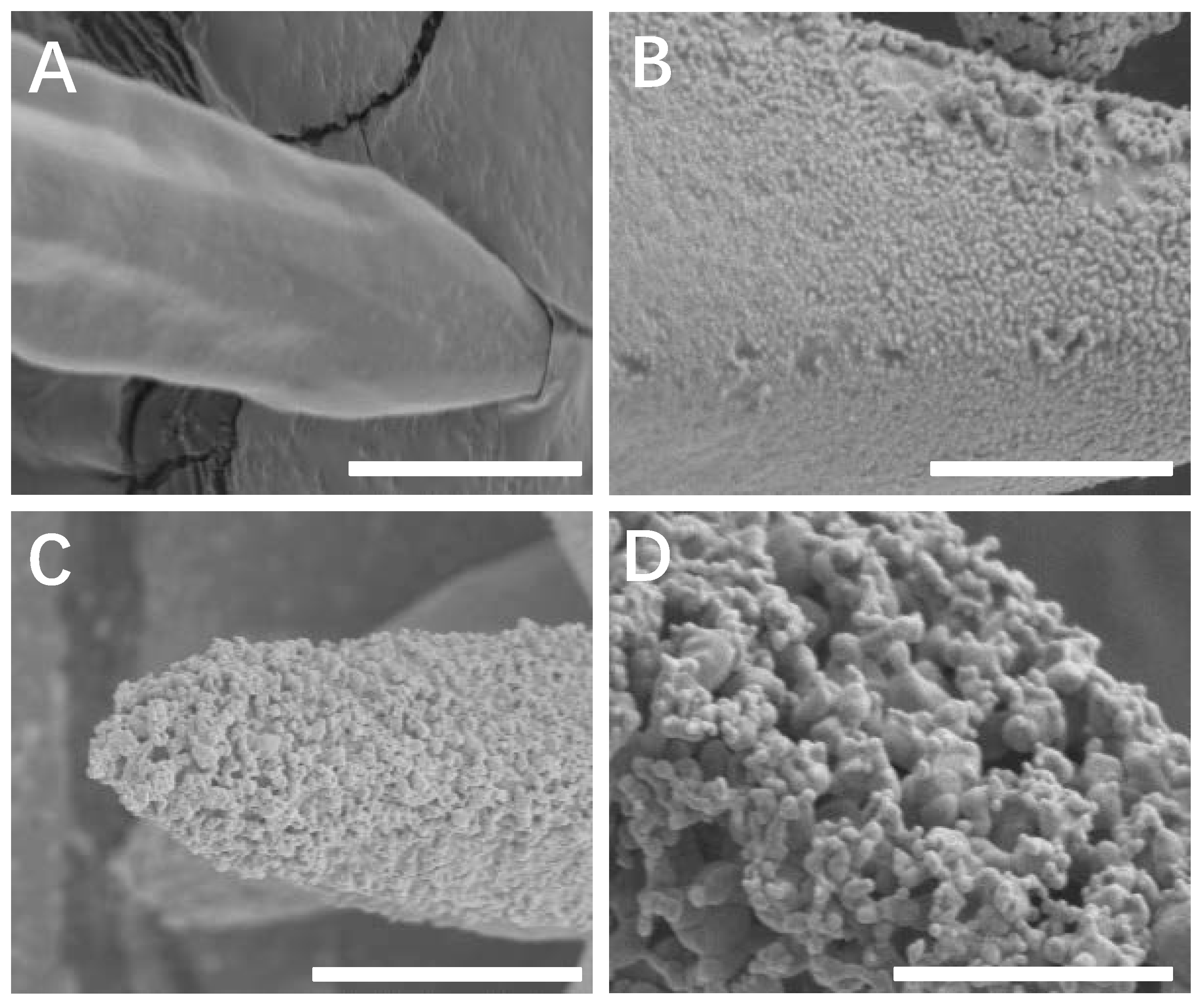 Catalysts 10 00746 g002 Catalysts 10 00746 g002