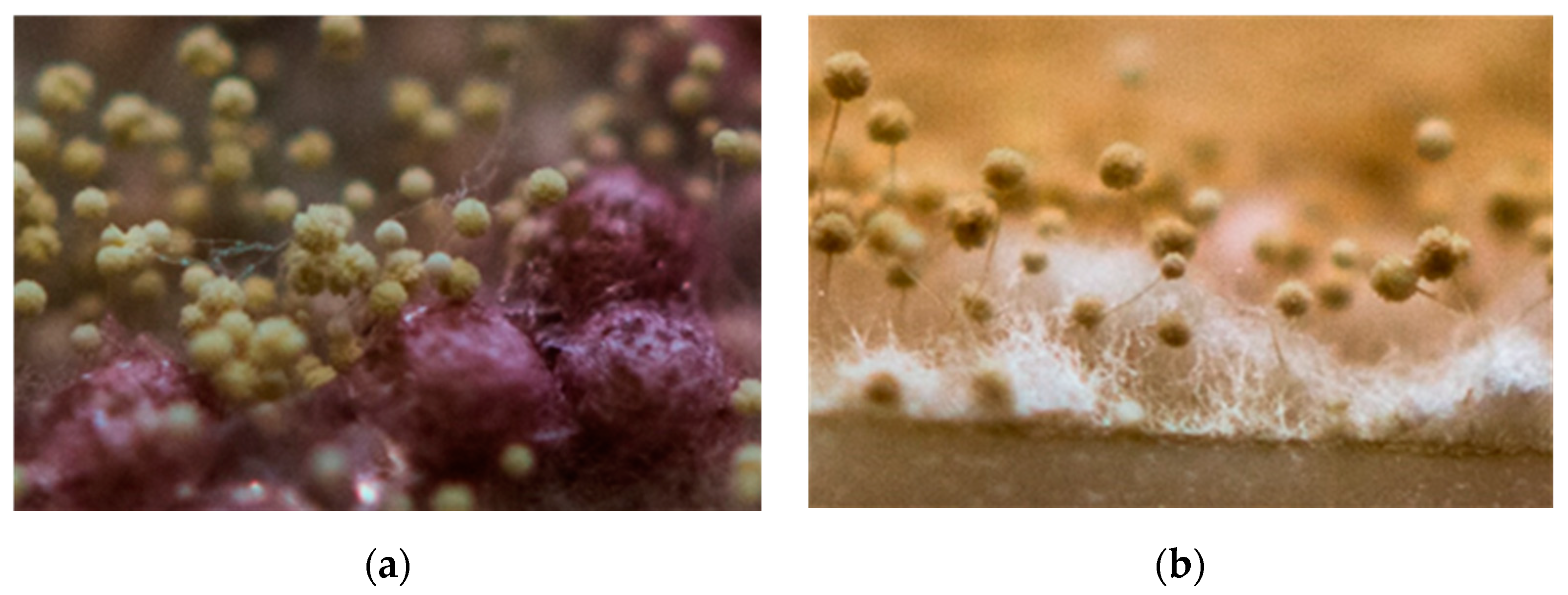 Catalysts 10 00824 g001 Catalysts 10 00824 g001