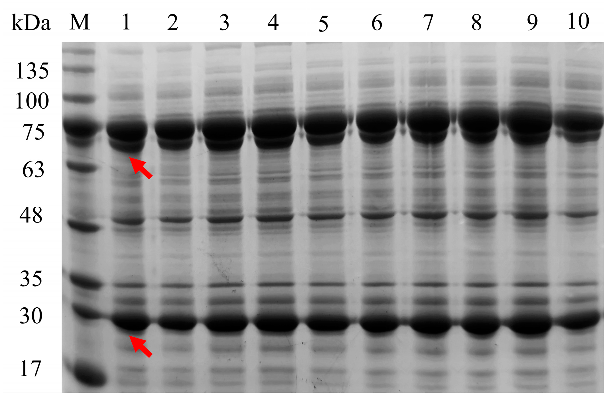 Catalysts 10 00947 g003