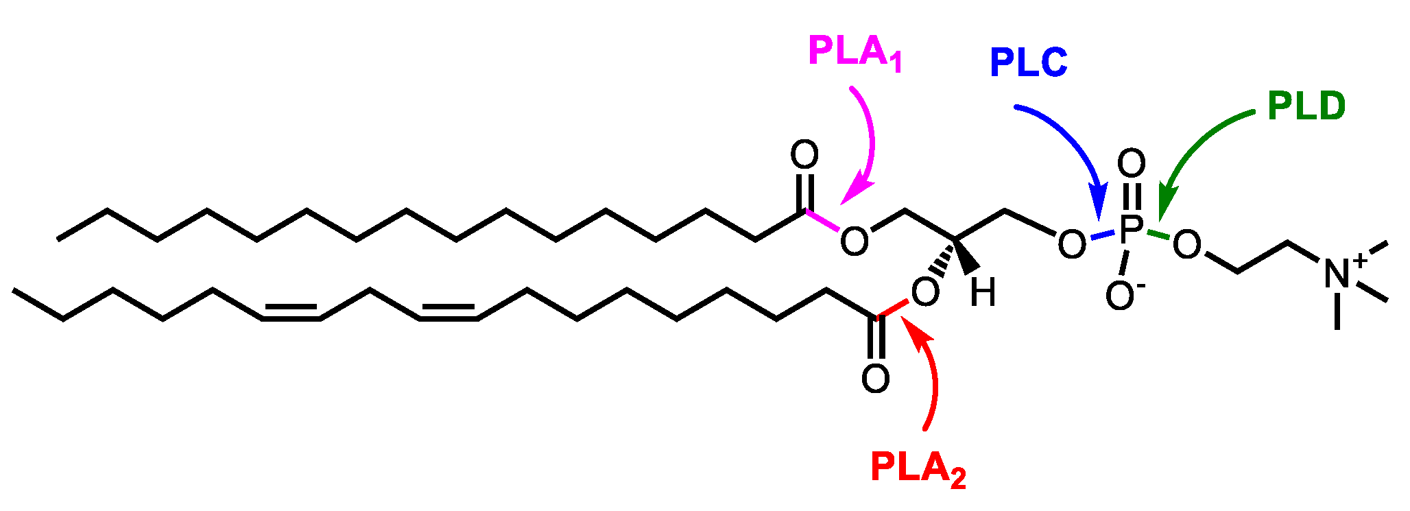 Phosphatidylcholine Chemical Structure