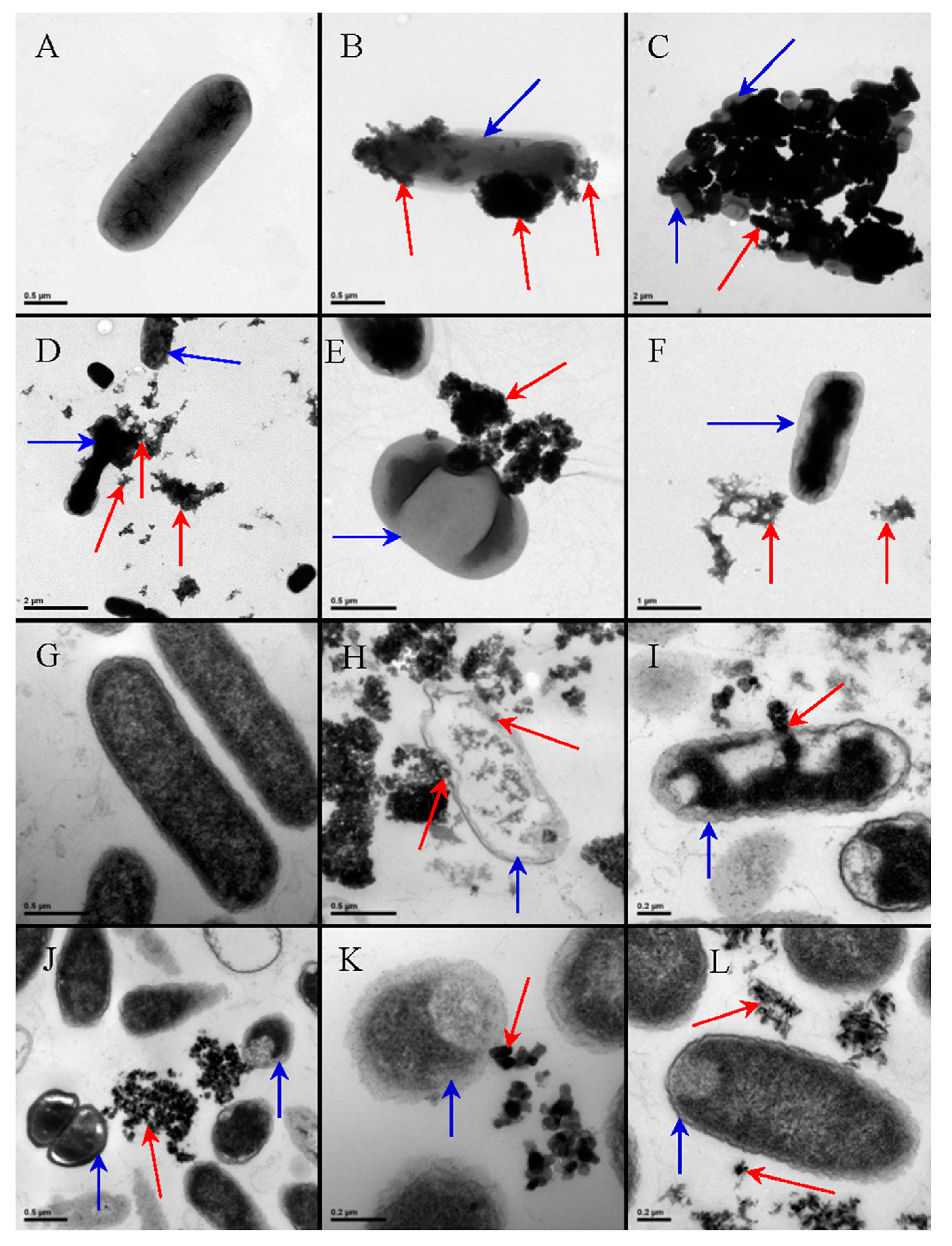 Catalysts 10 01382 g006