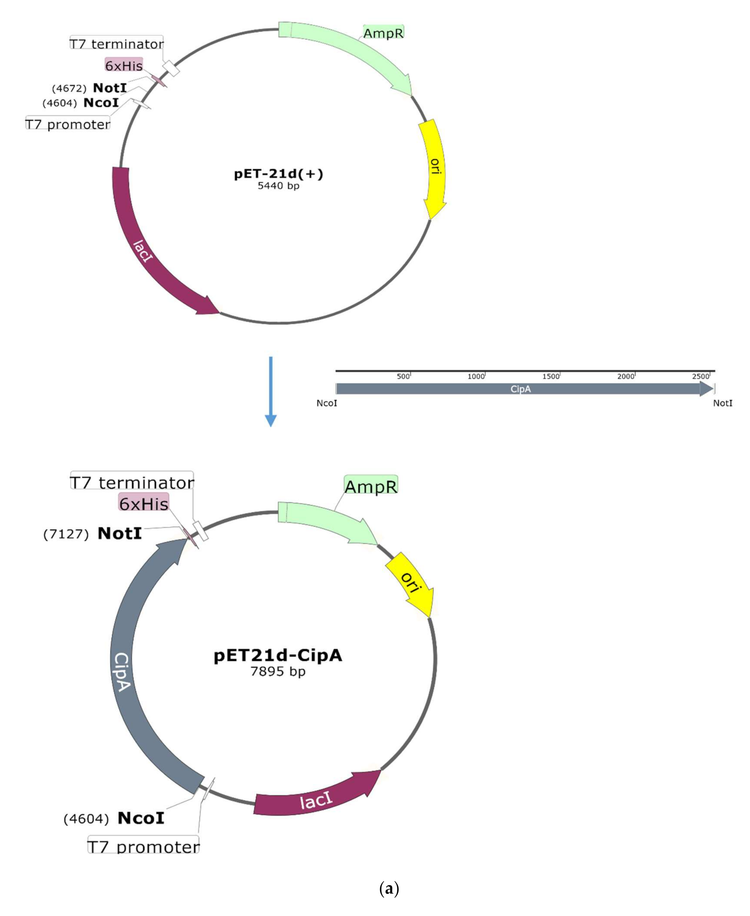 Catalysts 10 01408 g002a Catalysts 10 01408 g002a