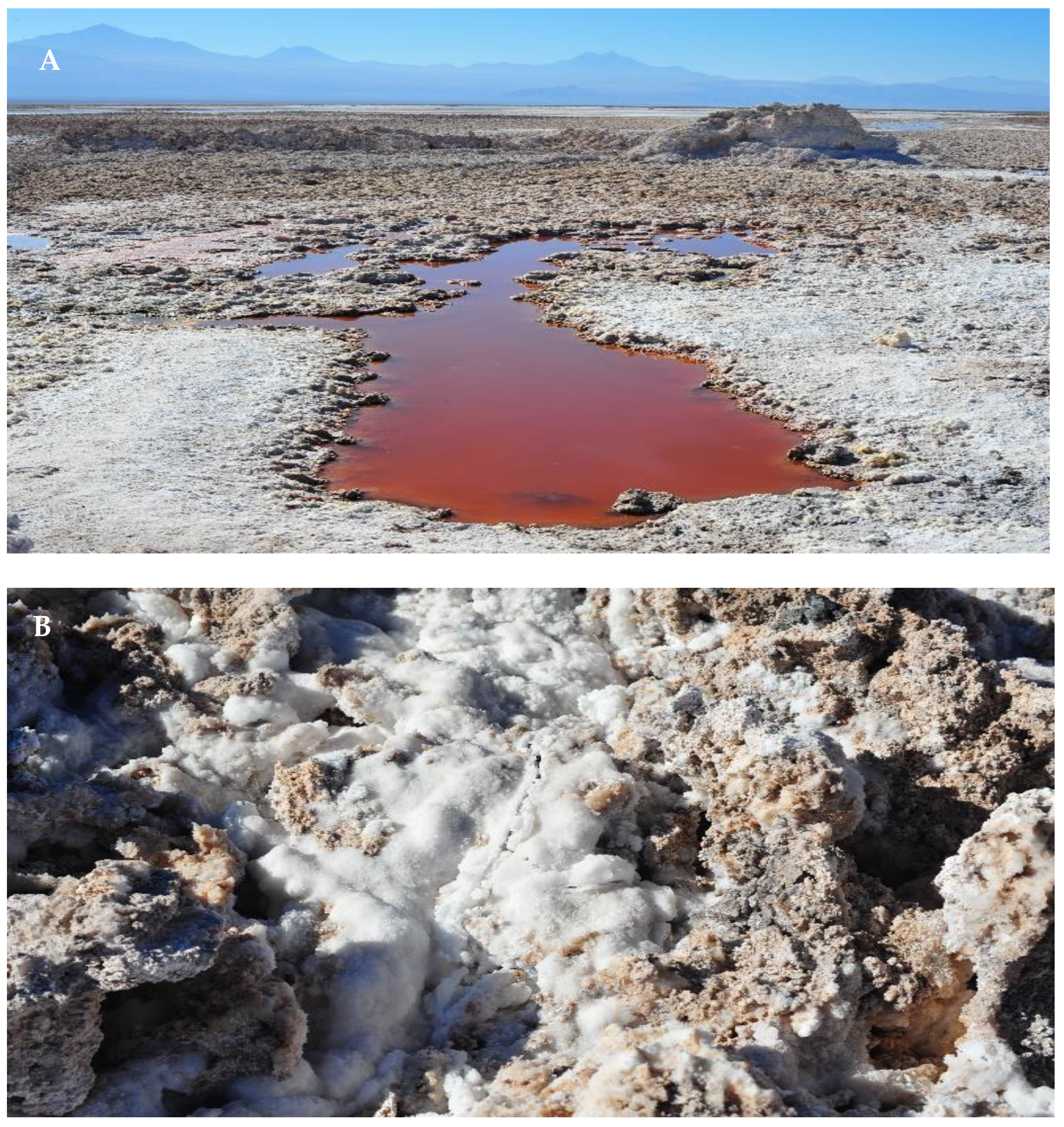 Catalysts 11 00086 g004 Catalysts 11 00086 g004