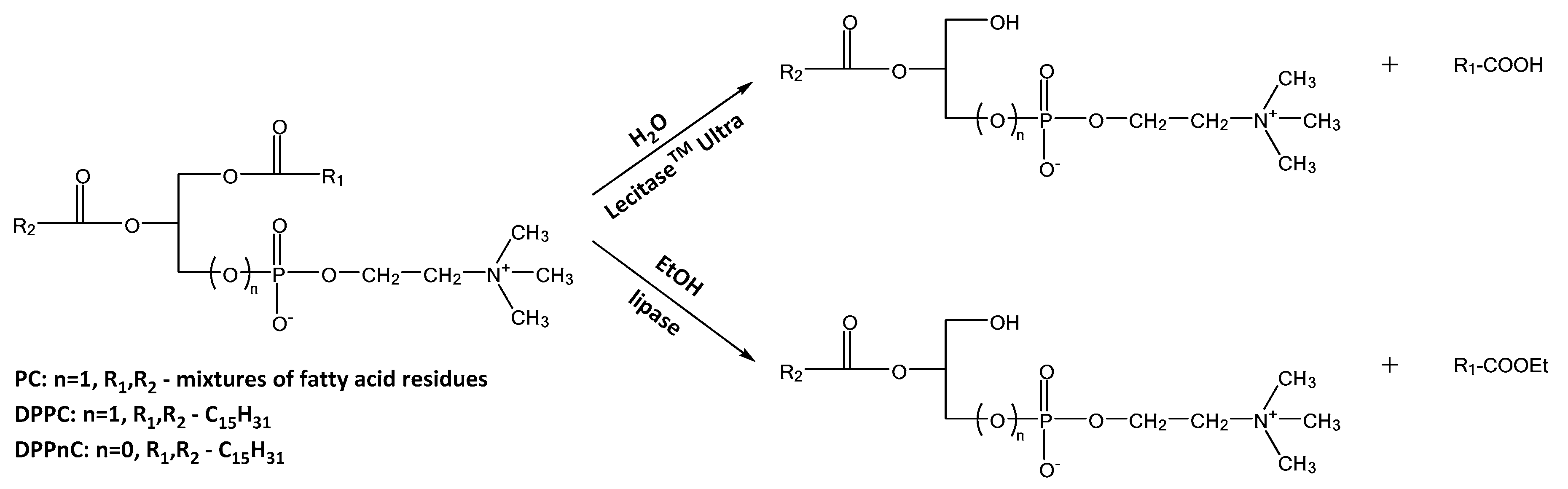 Catalysts 11 00129 sch002