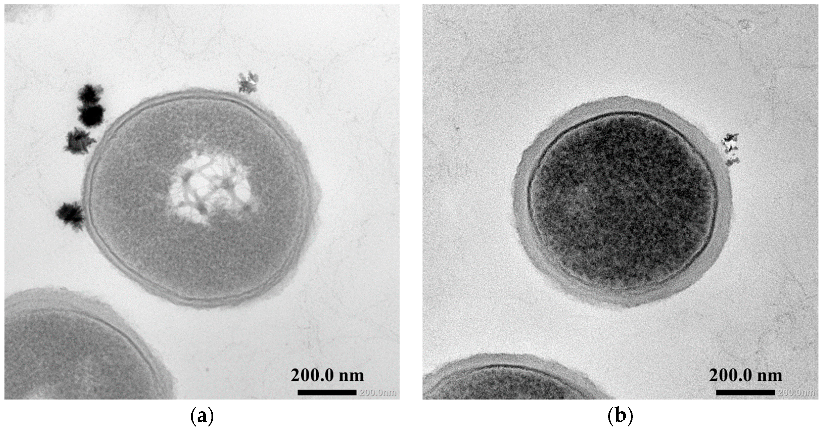 Catalysts 11 00147 g003 Catalysts 11 00147 g003