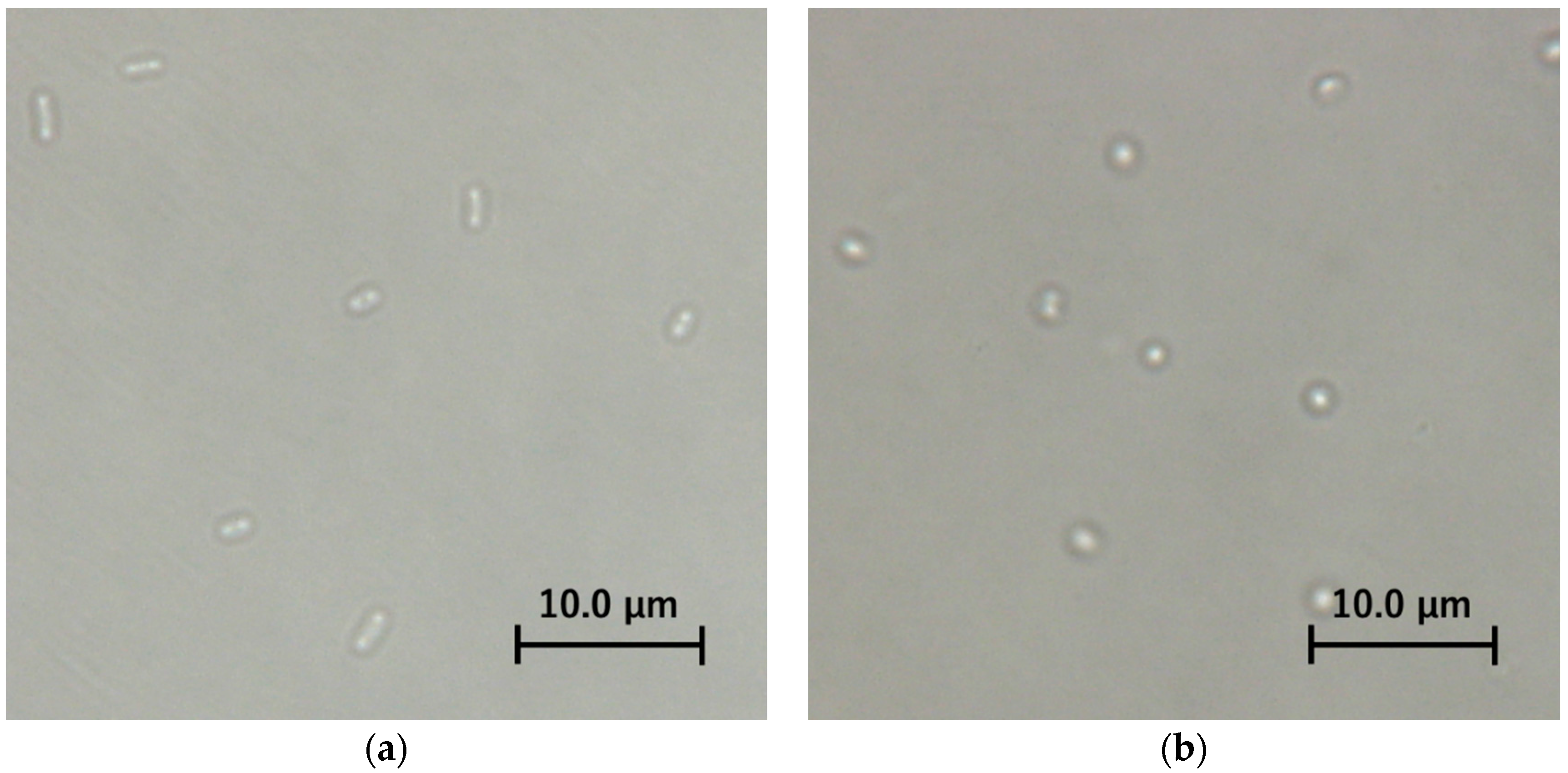 Catalysts 11 00147 g005 Catalysts 11 00147 g005